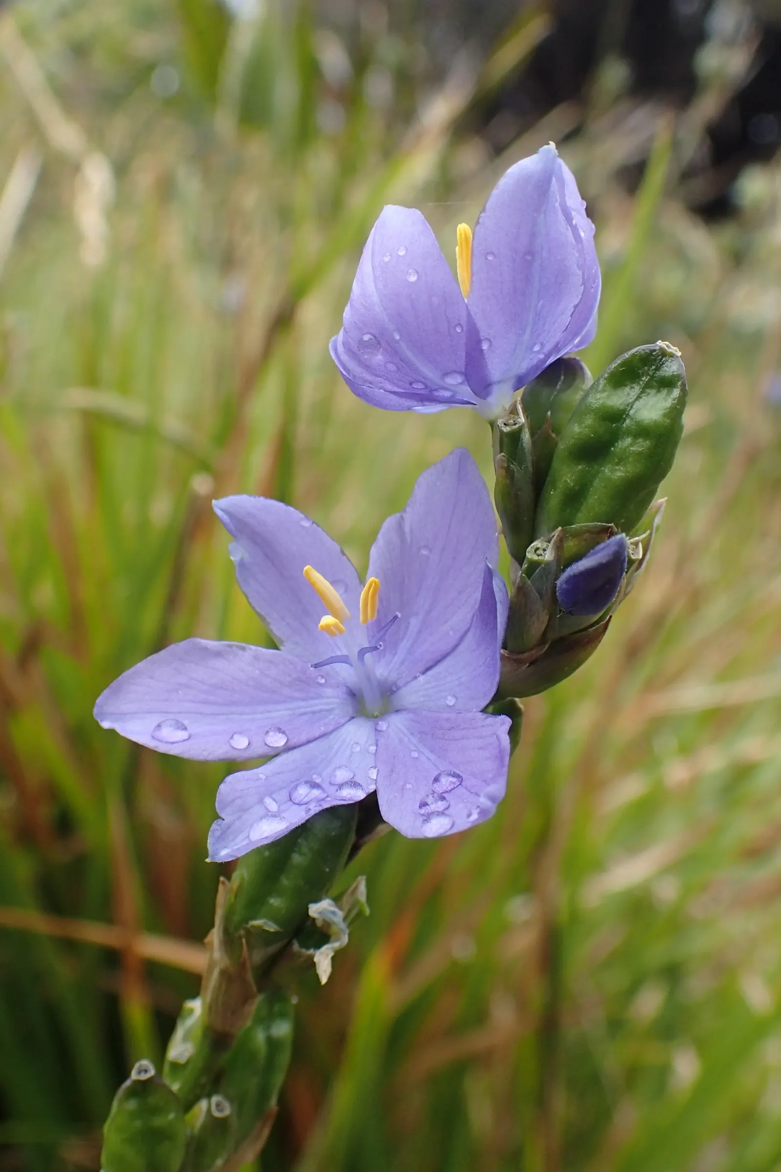 Morning Flag (Orthrosanthus Multiflorus) — Preferring full sun to part shade, it requires well-drained soil