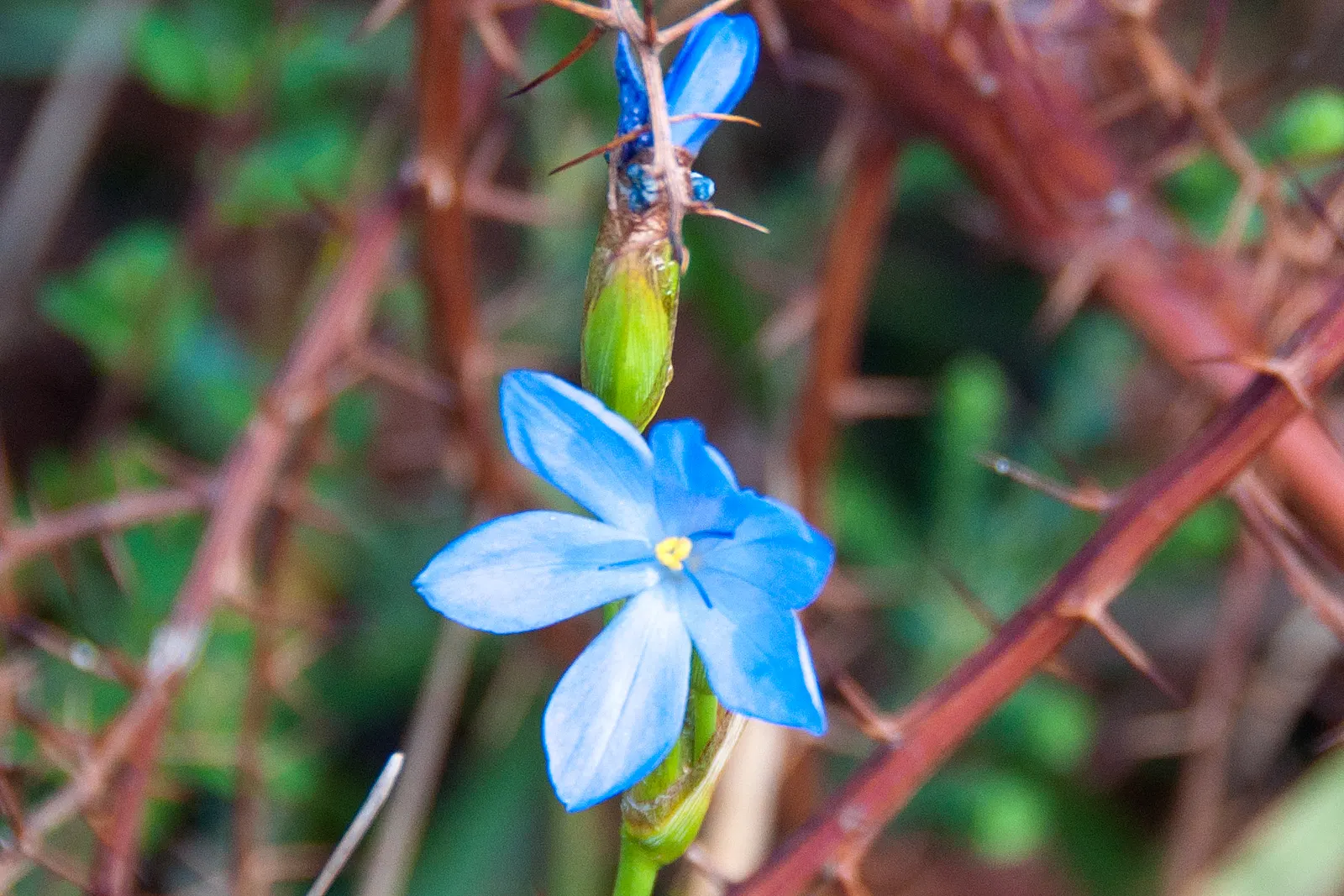 Morning Flag (Orthrosanthus Multiflorus) — This hardy plant thrives in USDA zones 8-10, reaching 18-24 inches in height with narrow, strap-like leaves