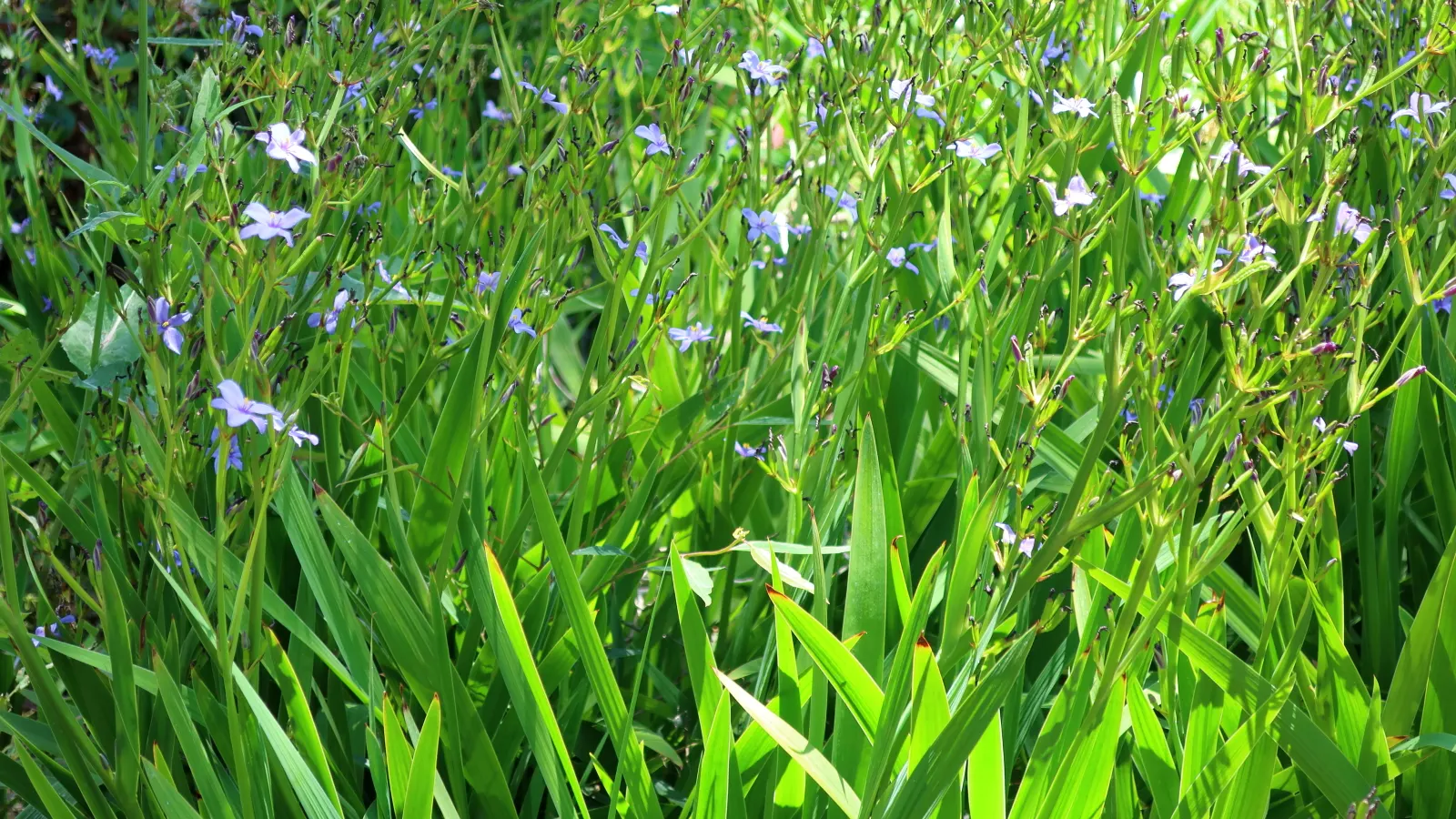 Morning Flag (Orthrosanthus Multiflorus) — Orthrosanthus multiflorus, known as Morning Flag, presents a graceful clump-forming perennial
