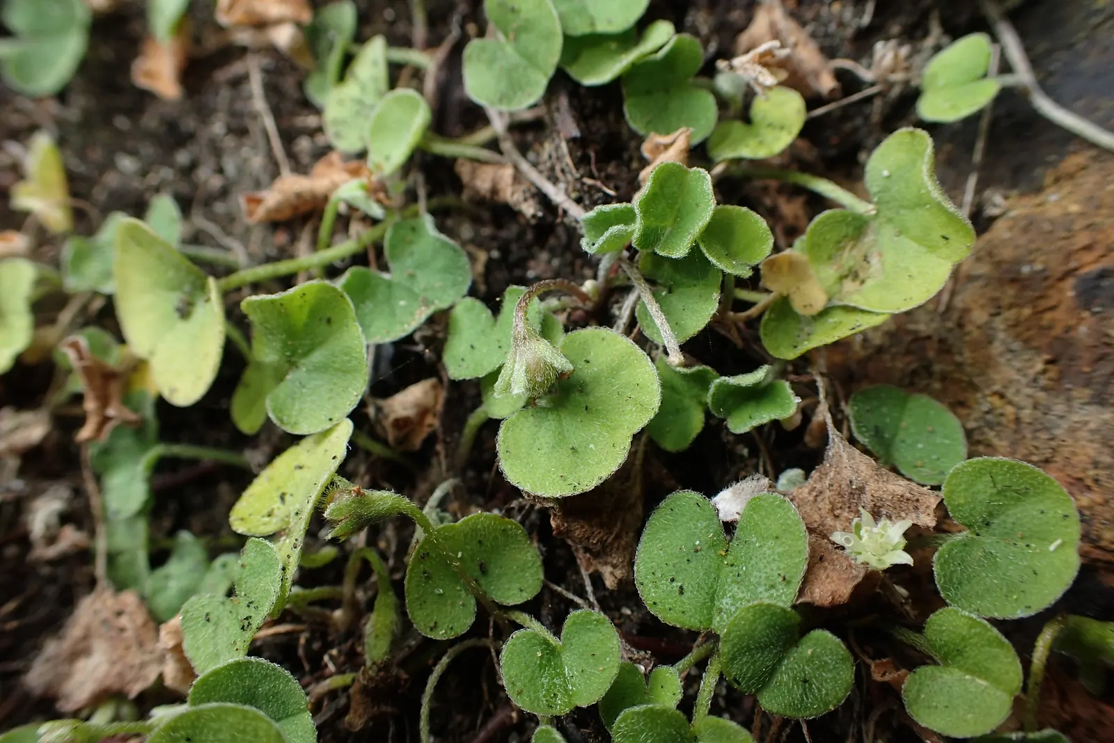 Dichondra (Dichondra Micrantha) — white flowers in the garden; commonly known as kidney weed or Dichondra