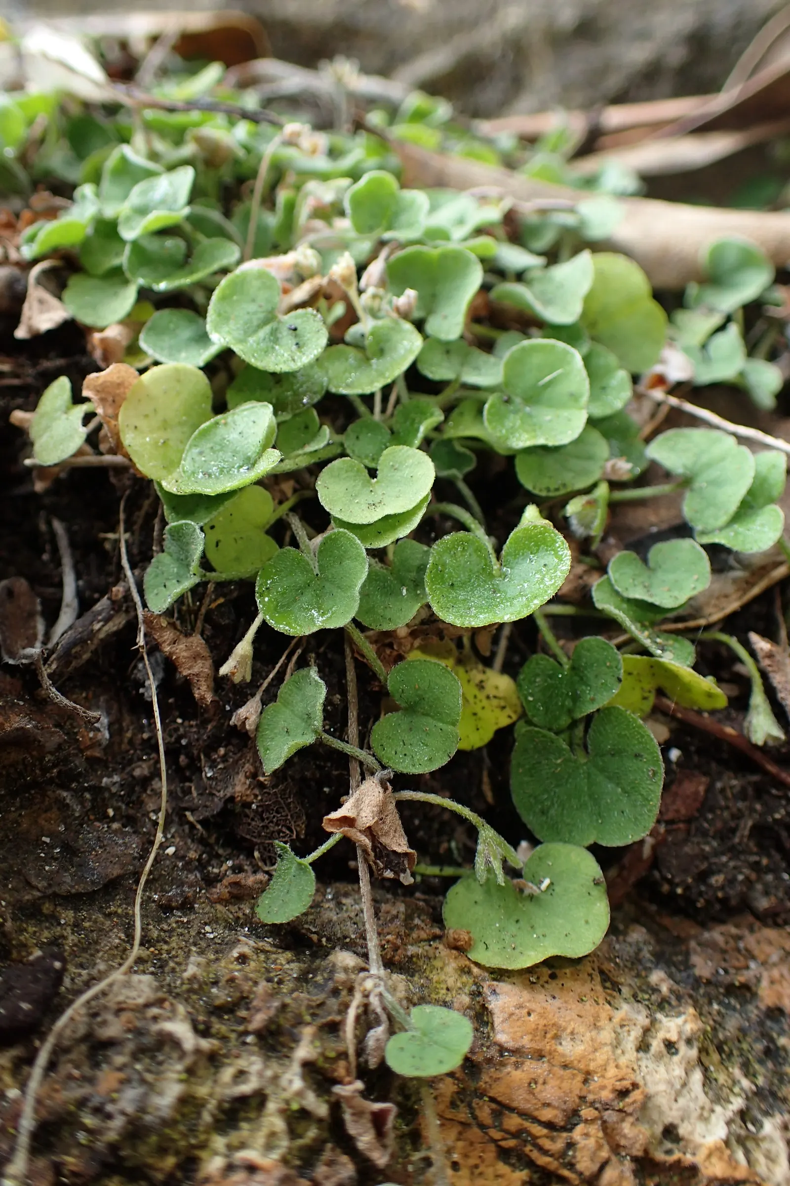 Dichondra (Dichondra Micrantha) — making it perfect for garden accents or between stepping stones; this rapid growth rate makes Dichondra an, image 56