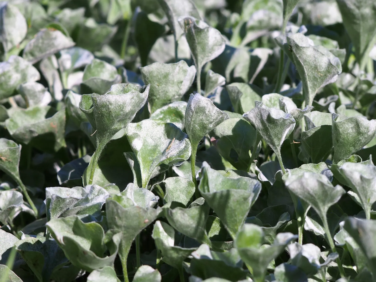 Dichondra (Dichondra Micrantha) — as Dichondra can be prone to root rot in poorly drained soils