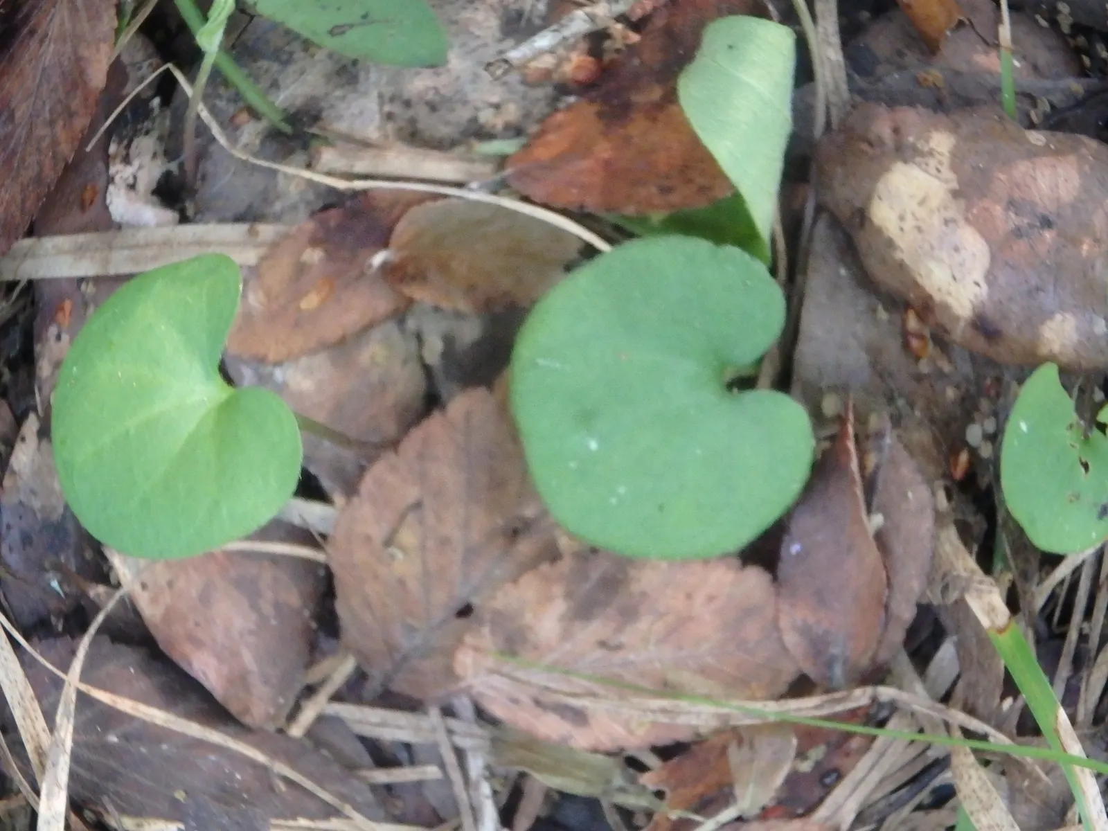 Dichondra (Dichondra Micrantha) — low-growing perennial ground cover; dense foliage is a rich emerald green