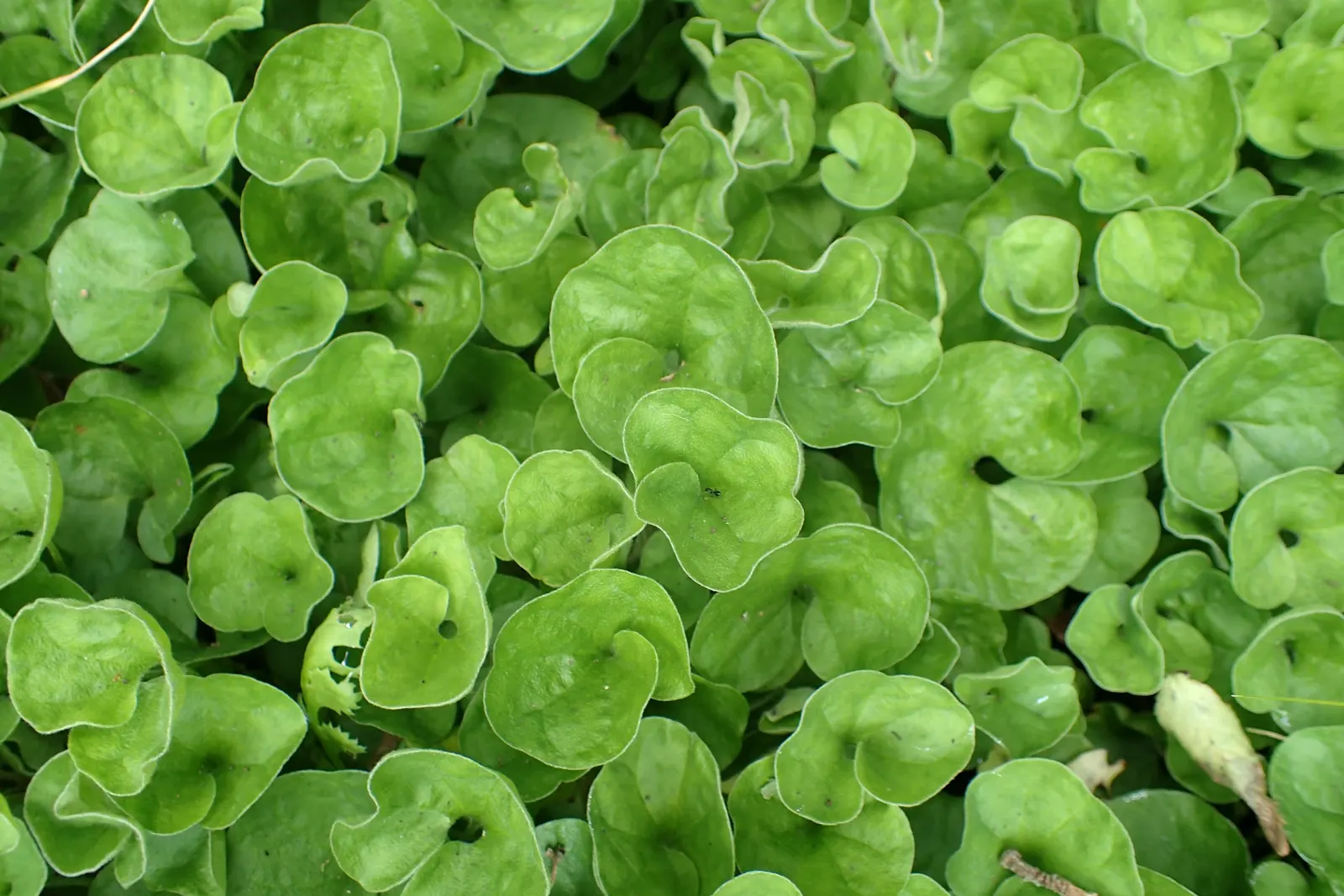 Dichondra (Dichondra Micrantha) — ground cover with white blooms
