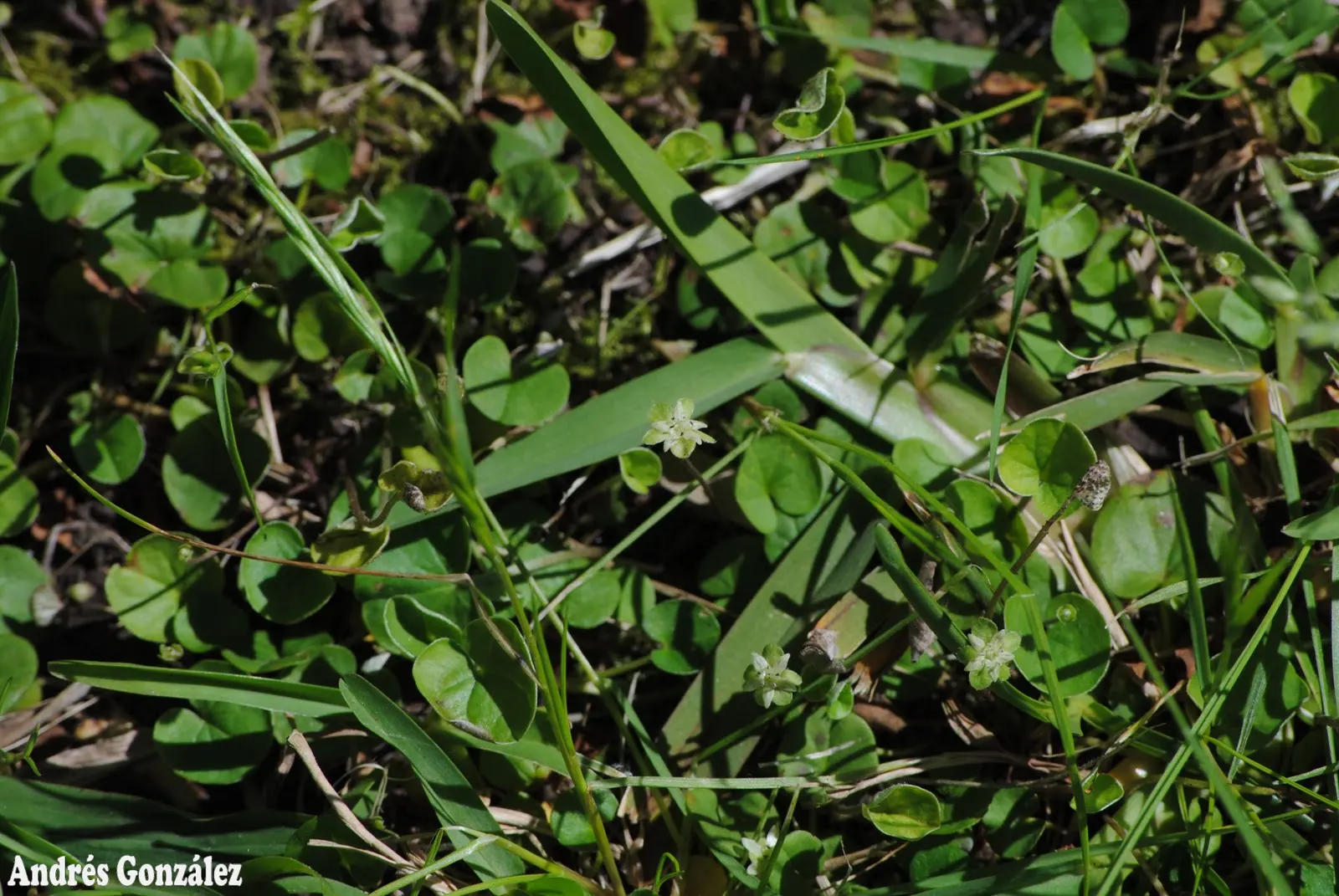 Dichondra (Dichondra Micrantha) — Dichondra's versatility allows it to be utilized in rock gardens