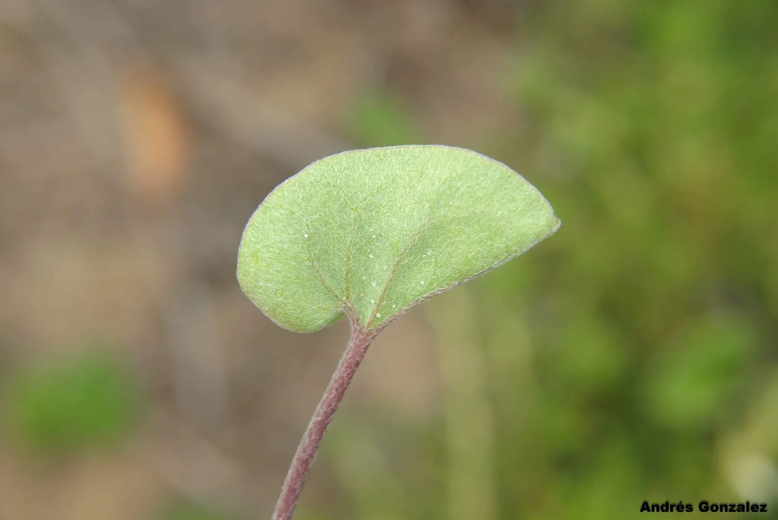 Dichondra (Dichondra Micrantha) — This rapid growth rate makes Dichondra an excellent choice for filling in areas quickly