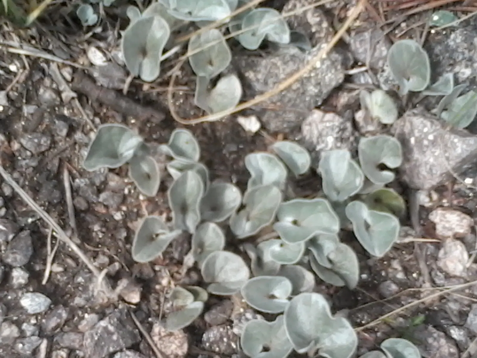 Dichondra (Dichondra Micrantha) — Drought-tolerant once established, it adds a verdant touch to landscapes