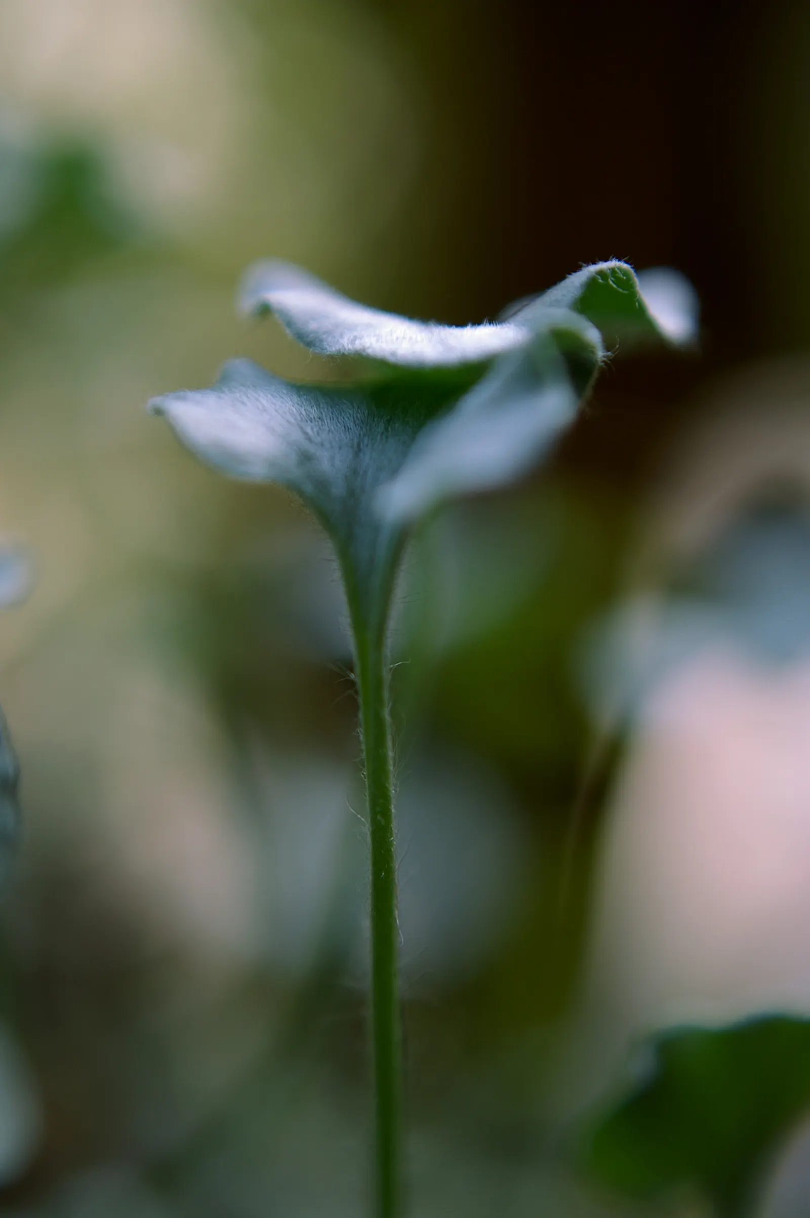 Dichondra (Dichondra Micrantha) — or cascading over retaining walls