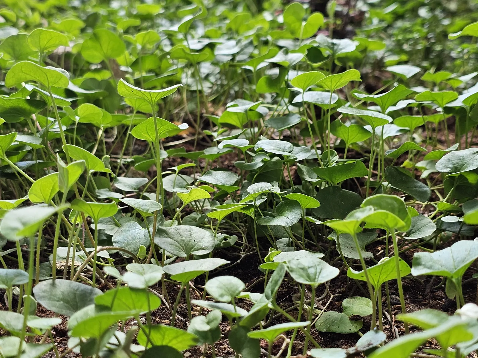 Dichondra (Dichondra Micrantha) — low-growing perennial ground cover; dense foliage is a rich emerald green, image 59