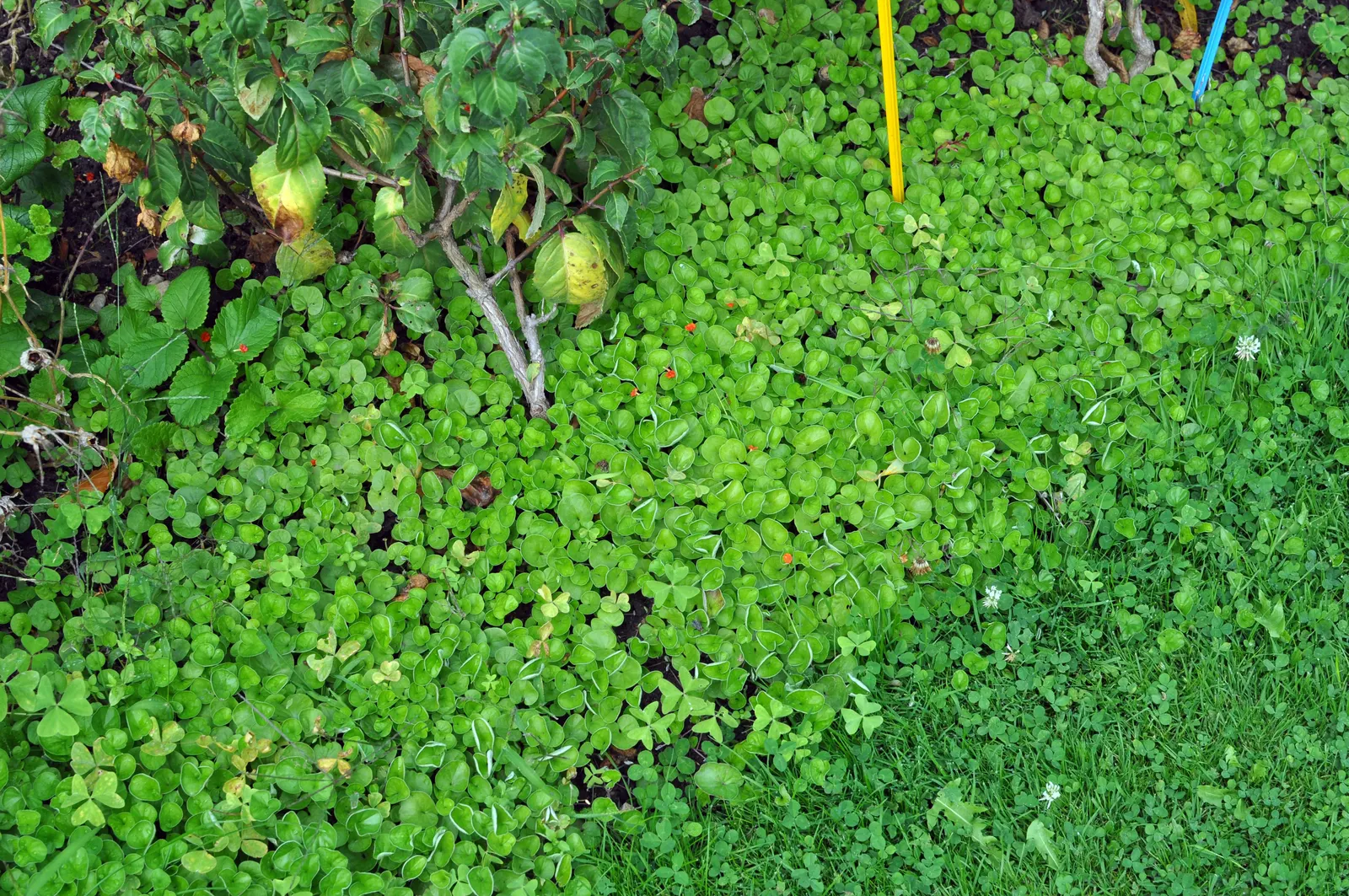 Dichondra (Dichondra Micrantha) — Mat-forming, it rapidly spreads to 4-6 inches in height with a 2-3 foot reach