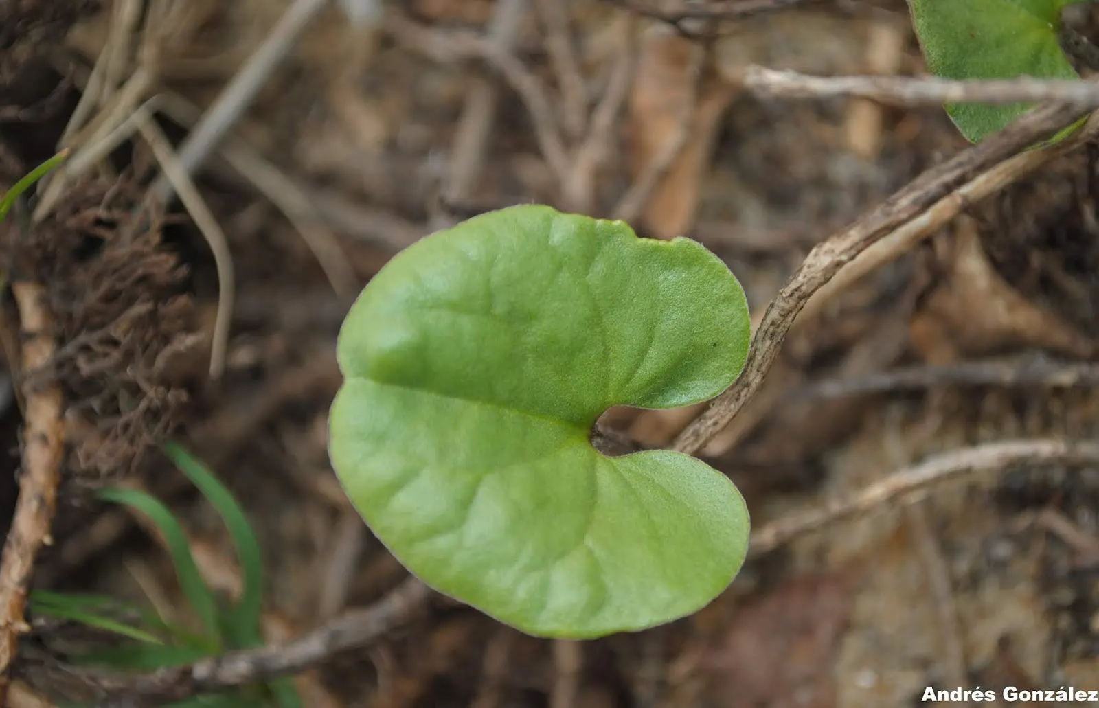 Dichondra (Dichondra Micrantha) — temperate climates of USDA zones 7-11; making it perfect for garden accents or between stepping stones