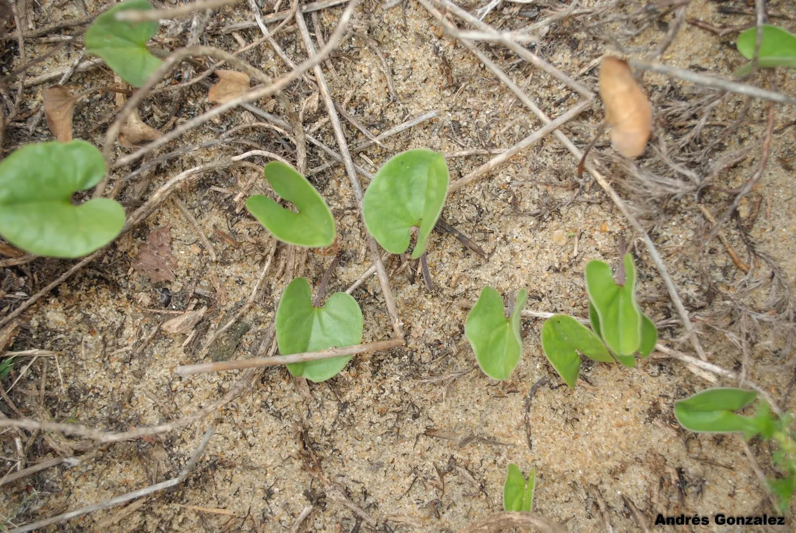 Dichondra (Dichondra Micrantha) — low-growing perennial ground cover