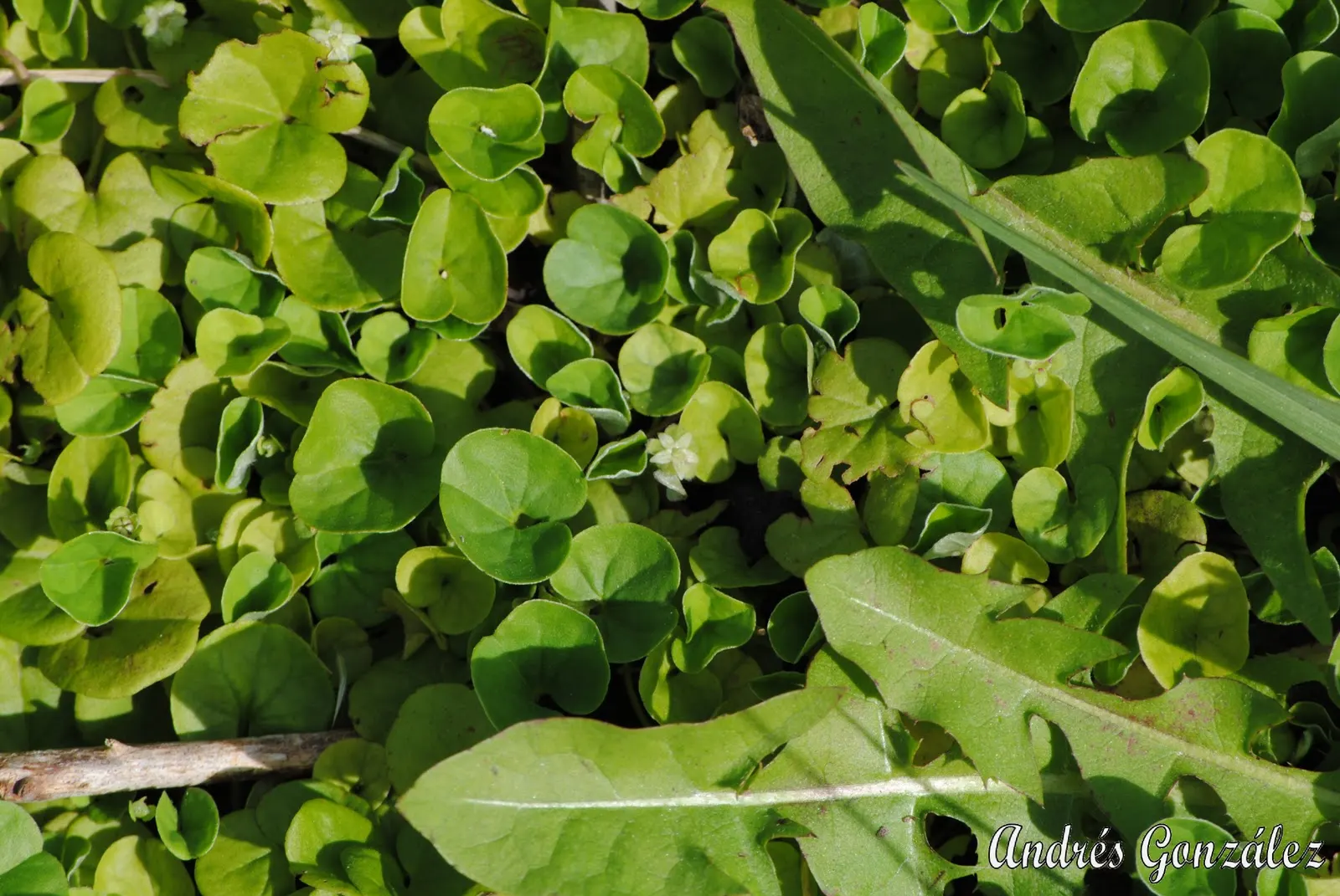 Dichondra (Dichondra Micrantha) — it's crucial to avoid waterlogged conditions