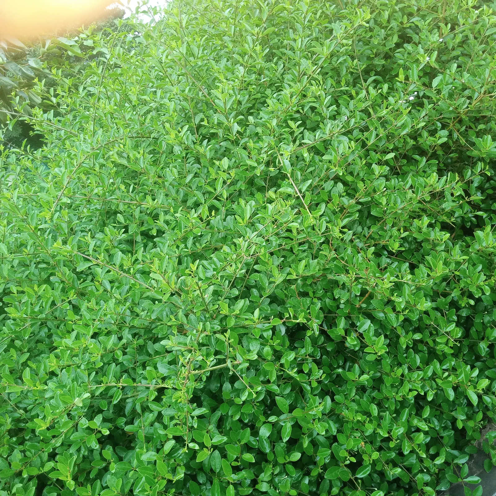 Dichondra (Dichondra Micrantha) — making it perfect for garden accents or between stepping stones; this rapid growth rate makes Dichondra an excellent choice