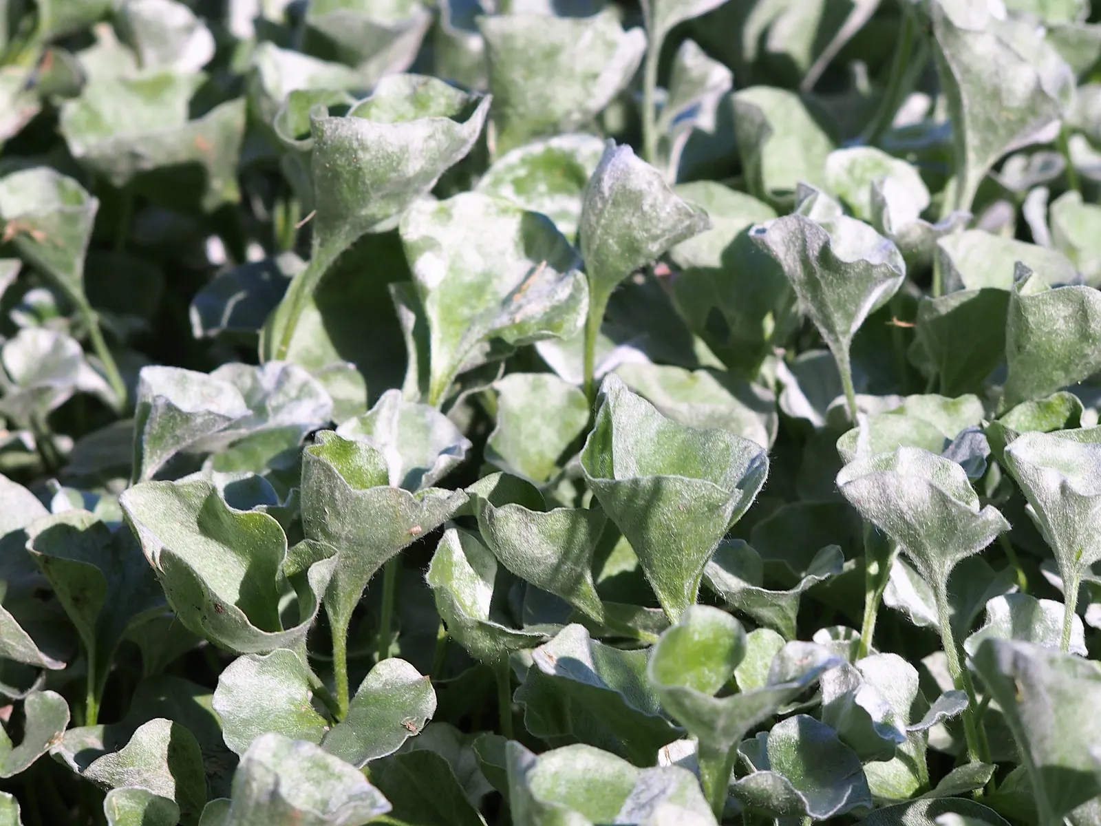 Dichondra (Dichondra Micrantha) — The plant spreads readily, reaching about 2 to 3 inches in height, with a spread of up to 4 feet or more