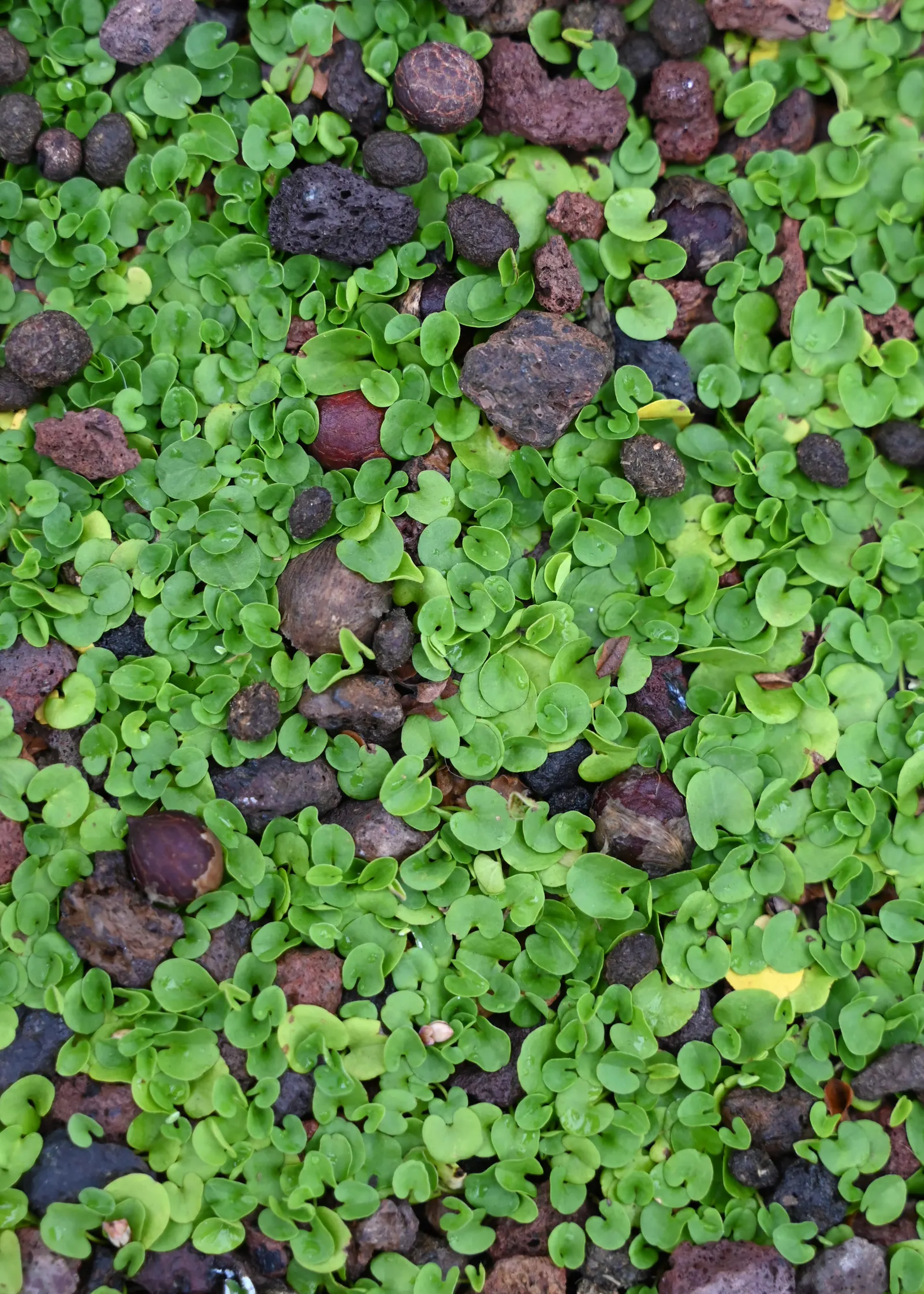 Dichondra (Dichondra Micrantha) — The plant spreads readily, reaching about 2 to 3 inches in height, with a spread of up to 4 feet or more, image 38