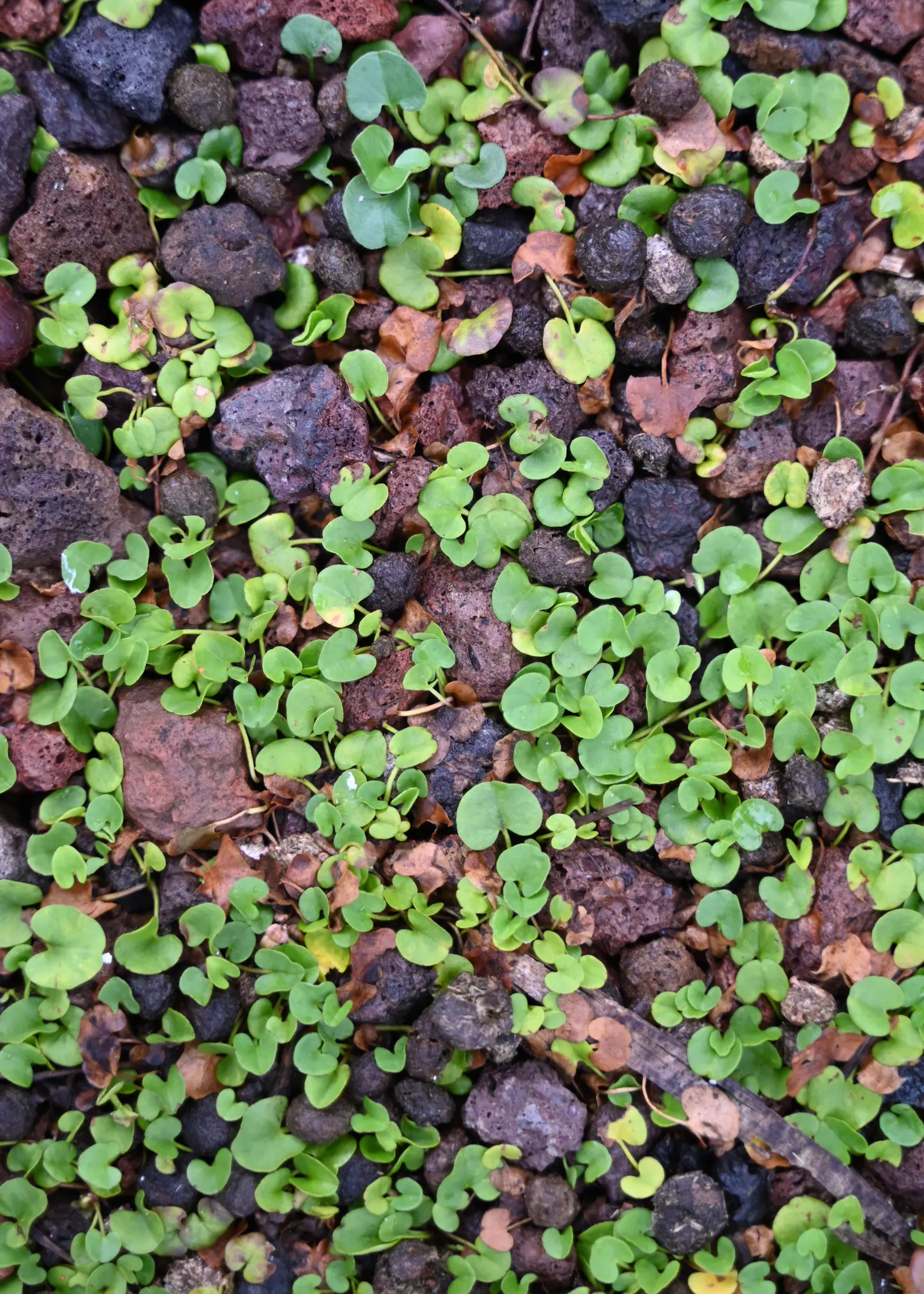 Dichondra (Dichondra Micrantha) — While it is drought-tolerant once established, maintaining moderate moisture will encourage vibrant growth; round, image 65