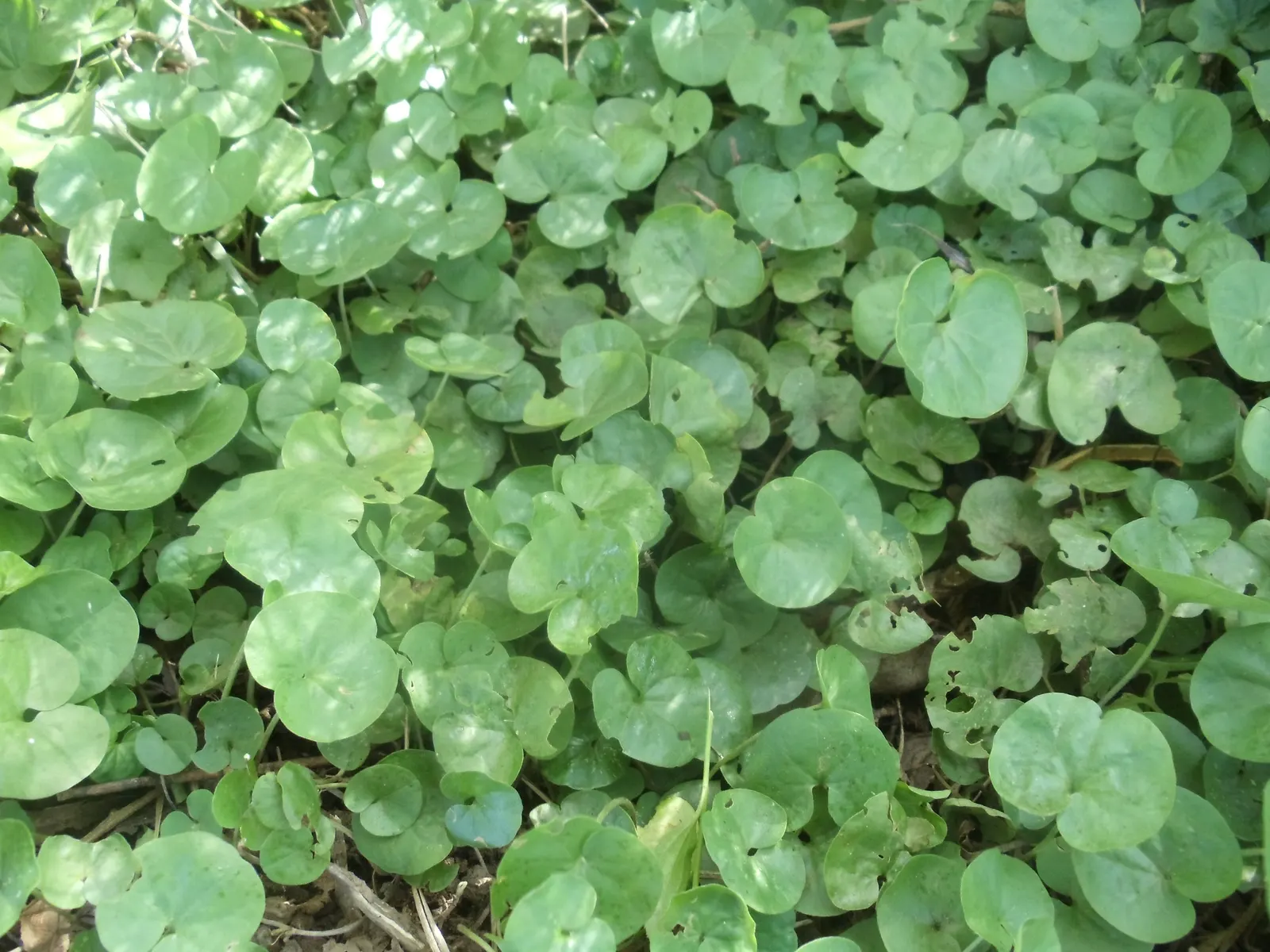 Dichondra (Dichondra Micrantha) — temperate climates of USDA zones 7-11; making it perfect for garden accents or between stepping stones, image 62