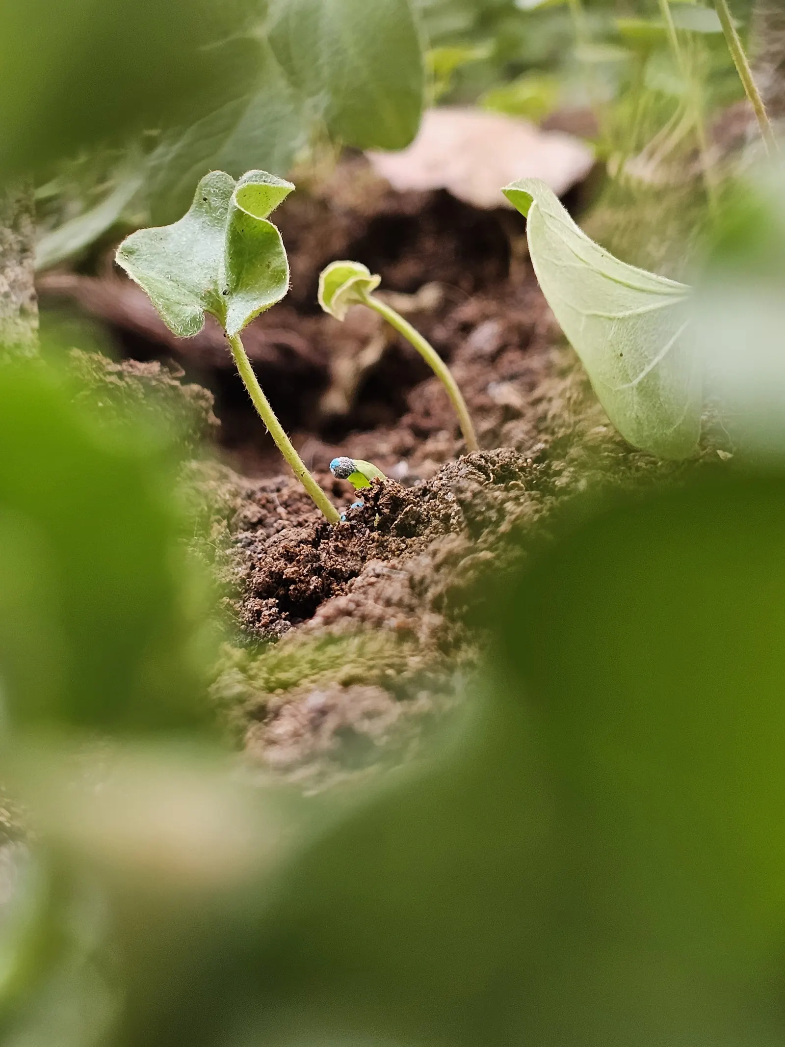 Dichondra (Dichondra Micrantha) — Ideal for USDA Zones 7-11, it thrives in partial to full shade; involving periodic mowing to keep it tidy, image 53