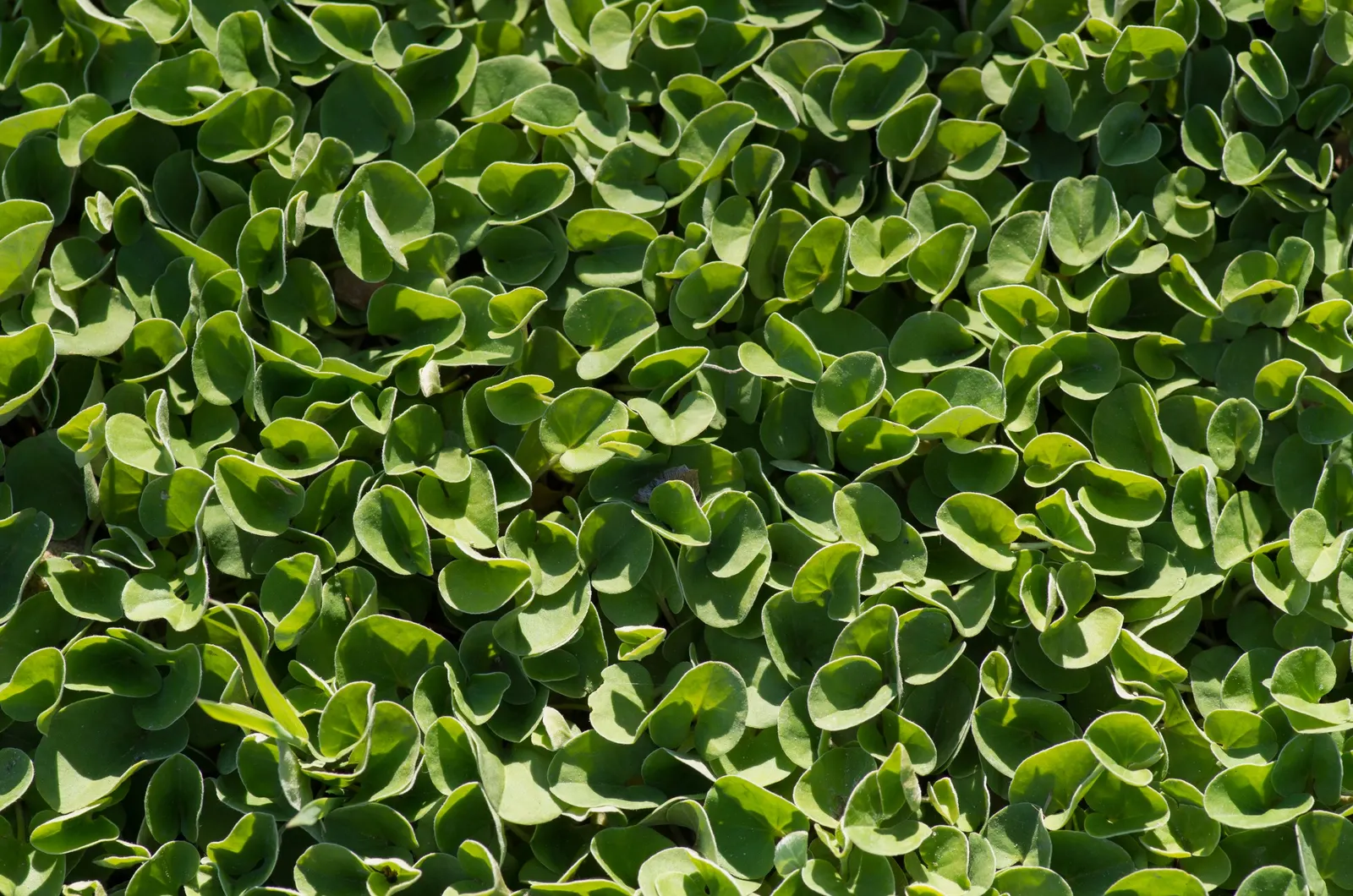 Dichondra (Dichondra Micrantha) — which thrives in the warm; ground cover with white blooms, image 61