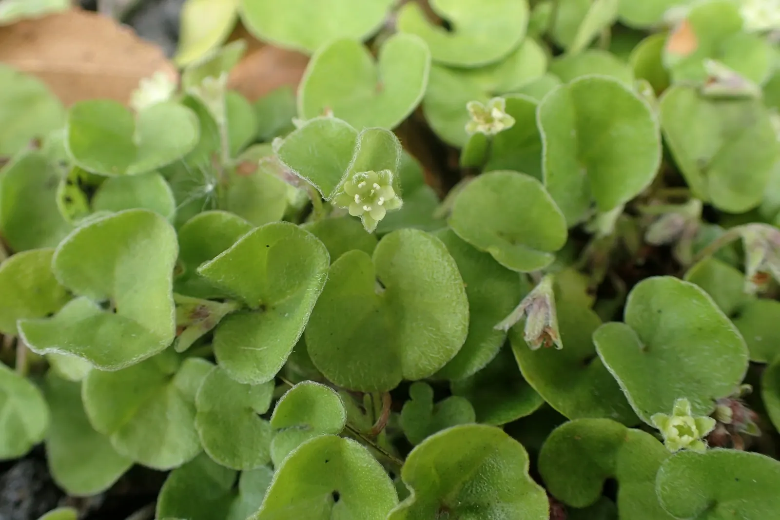 Dichondra (Dichondra Micrantha) — Dichondra's resistance to many pests and diseases makes it a resilient and long-lasting addition to any garden; commonly
