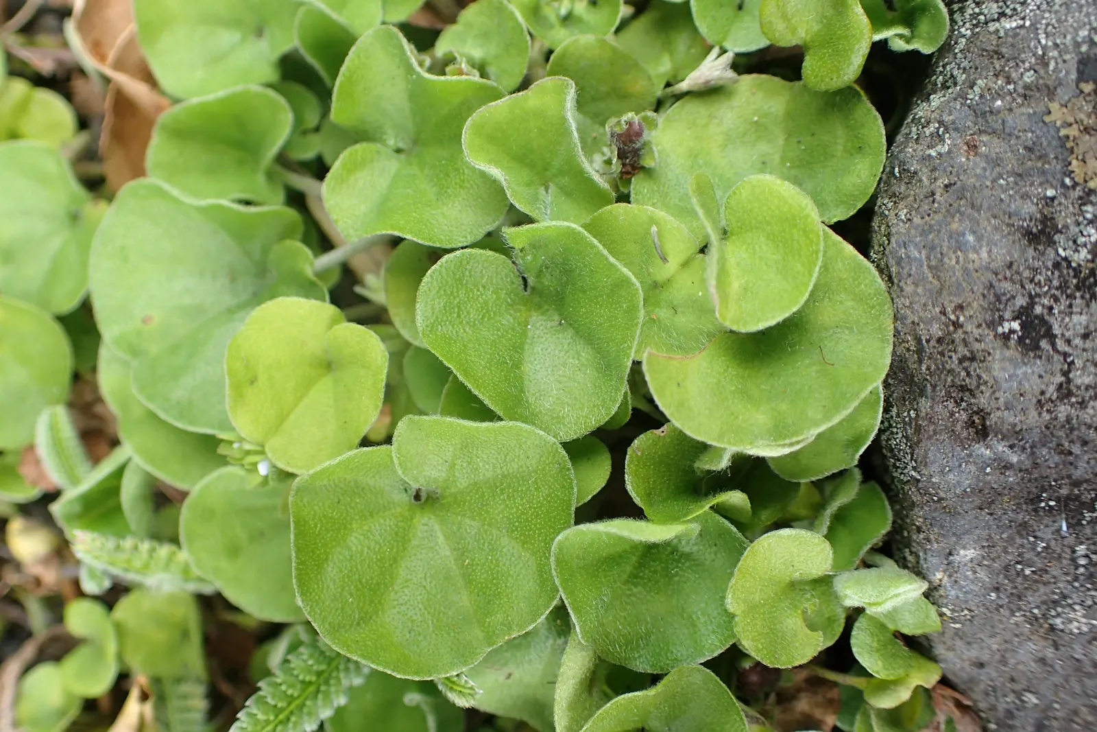 Dichondra (Dichondra Micrantha) — as Dichondra can be prone to root rot in poorly drained soils; it's crucial to avoid waterlogged conditions