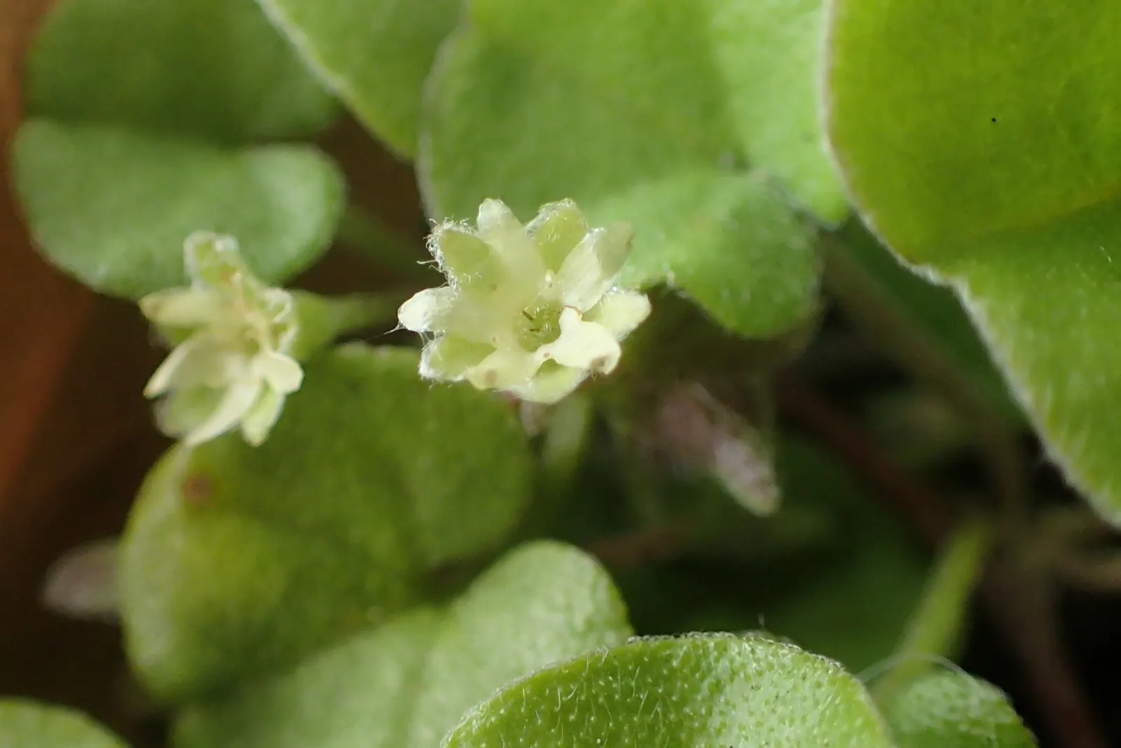 Dichondra (Dichondra Micrantha) — Its dense carpet discourages weeds and requires minimal care; drought-tolerant once established, it adds a verdant touch to