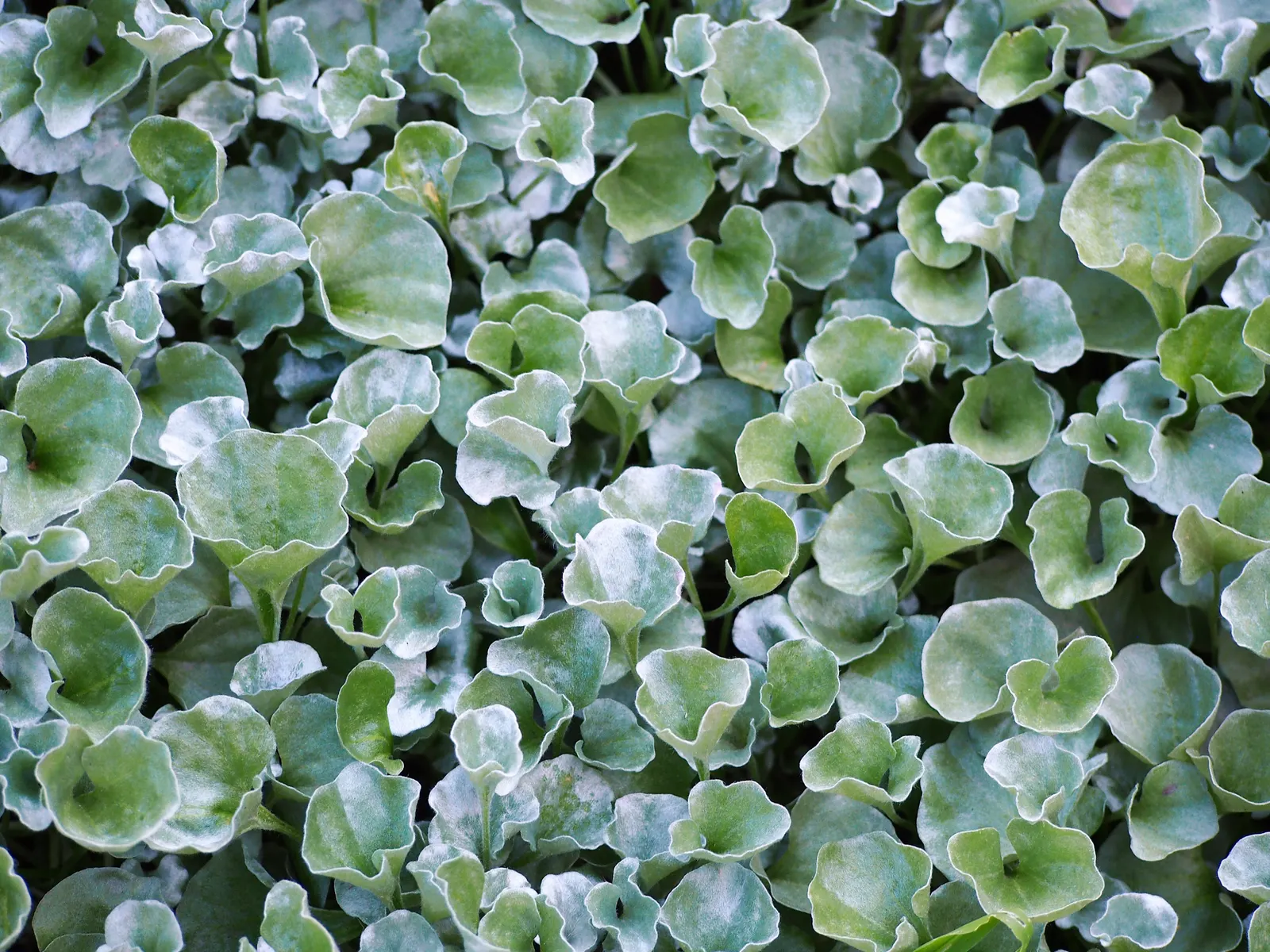 Dichondra (Dichondra Micrantha) — Ideal for USDA Zones 7-11, it thrives in partial to full shade