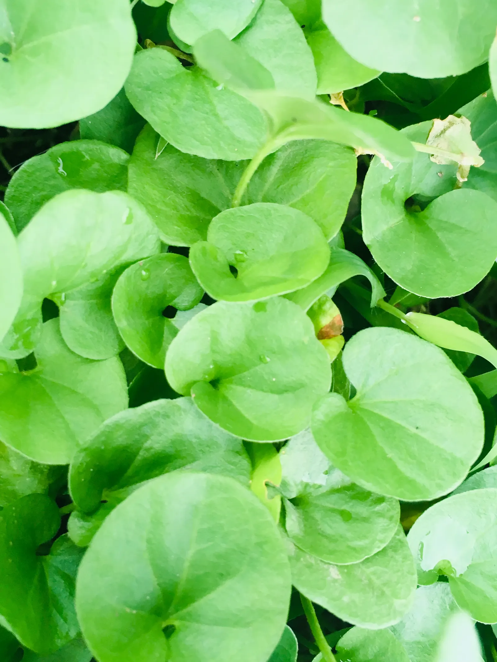 Dichondra (Dichondra Micrantha) — ground cover for shade