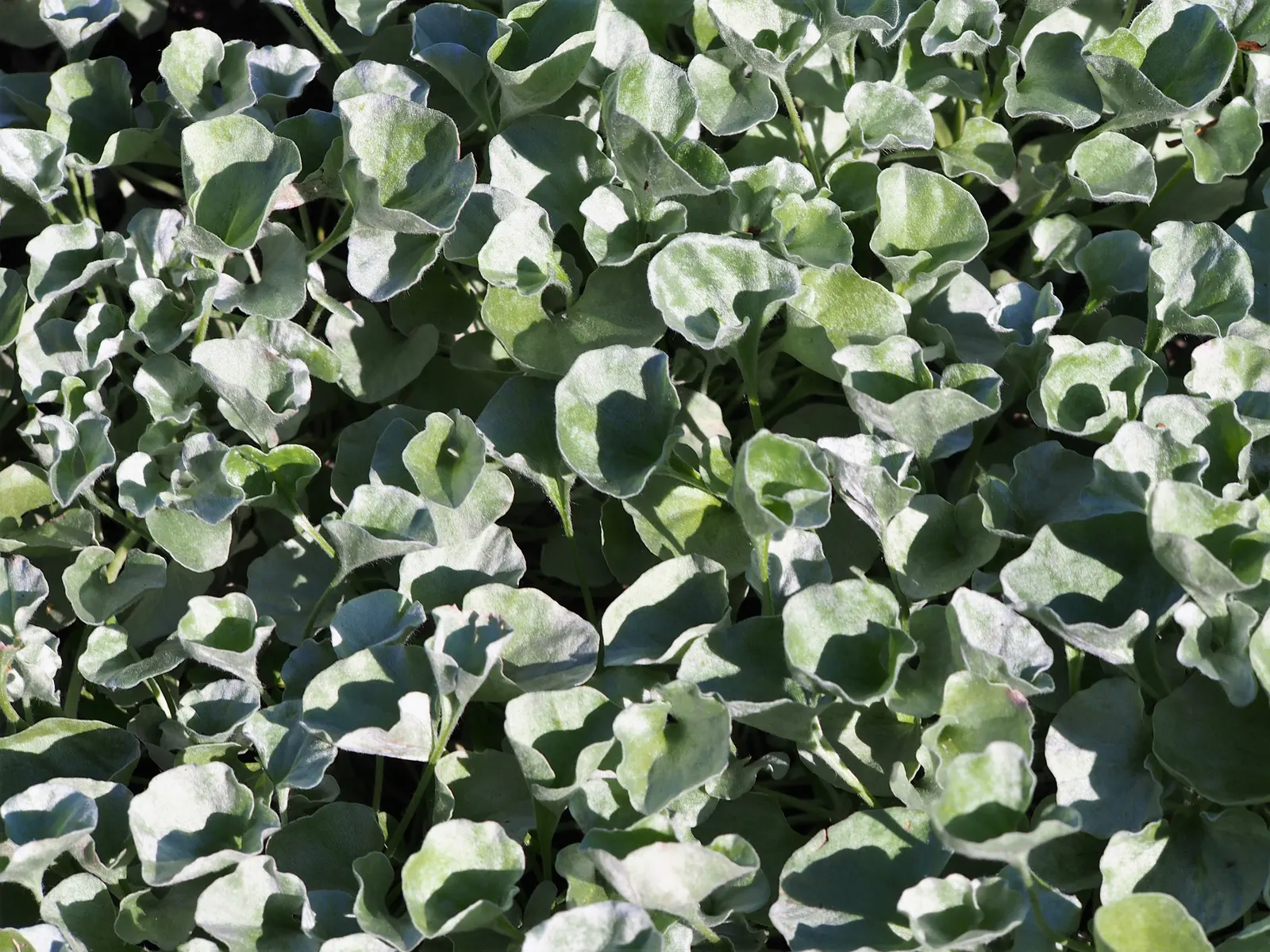 Dichondra (Dichondra Micrantha) — which thrives in the warm