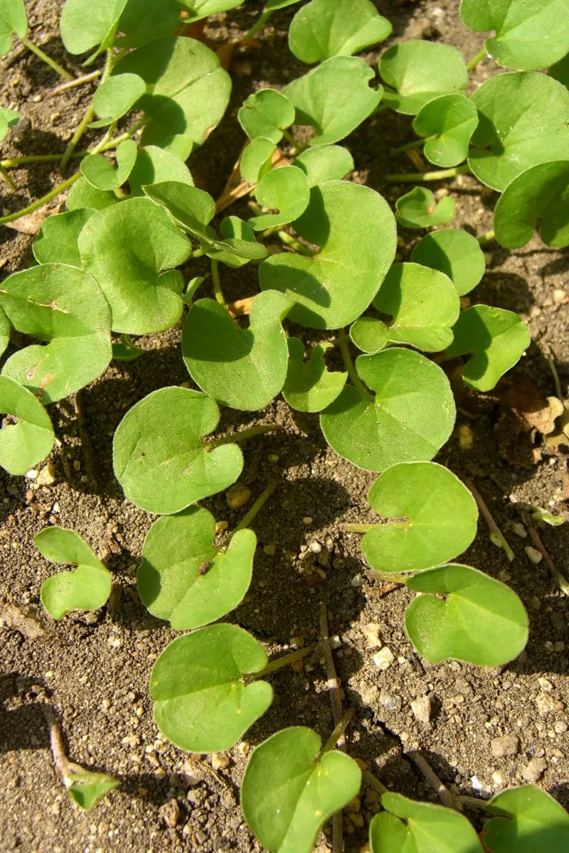 Dichondra (Dichondra Micrantha) — commonly known as Kidney Weed; mat-forming, it rapidly spreads to 4-6 inches in height with a 2-3 foot reach