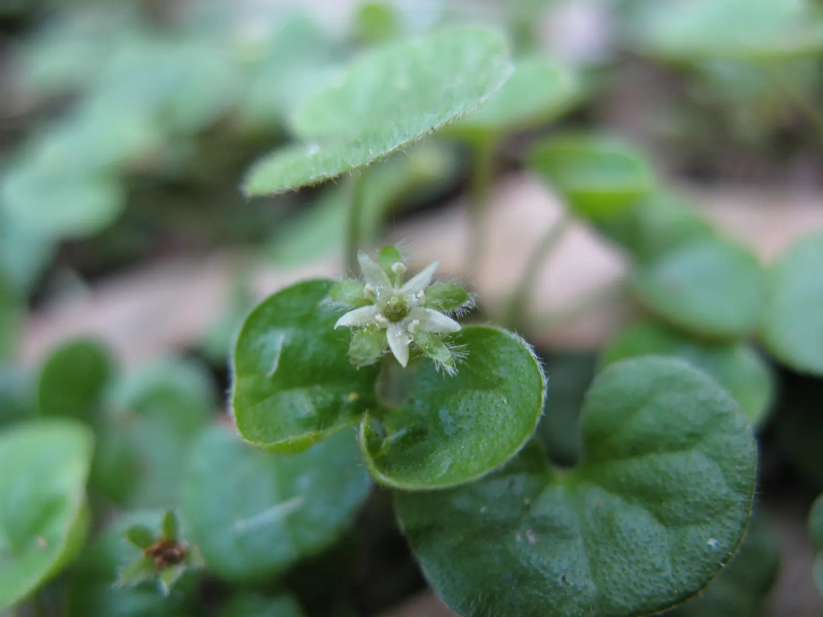 Dichondra (Dichondra Micrantha) — Mat-forming, it rapidly spreads to 4-6 inches in height with a 2-3 foot reach; ground cover for shade, image 54
