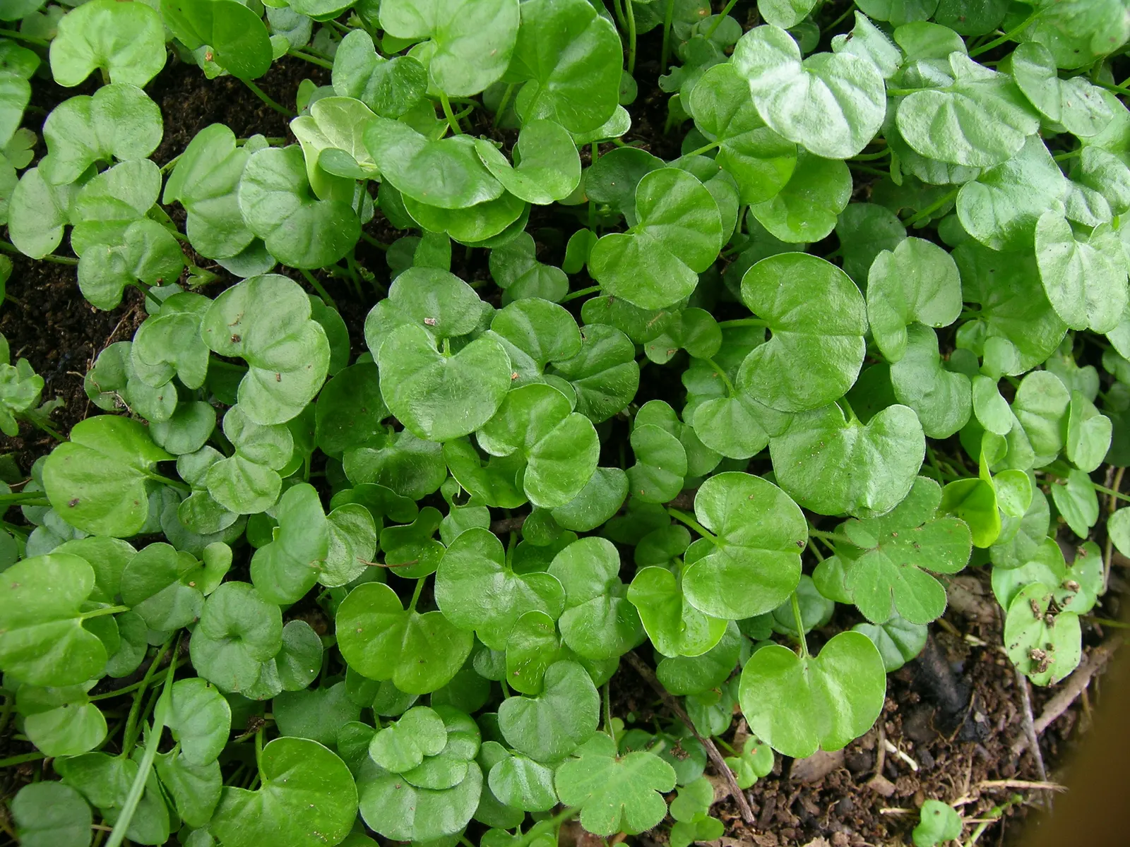 Dichondra (Dichondra Micrantha) — dense foliage is a rich emerald green