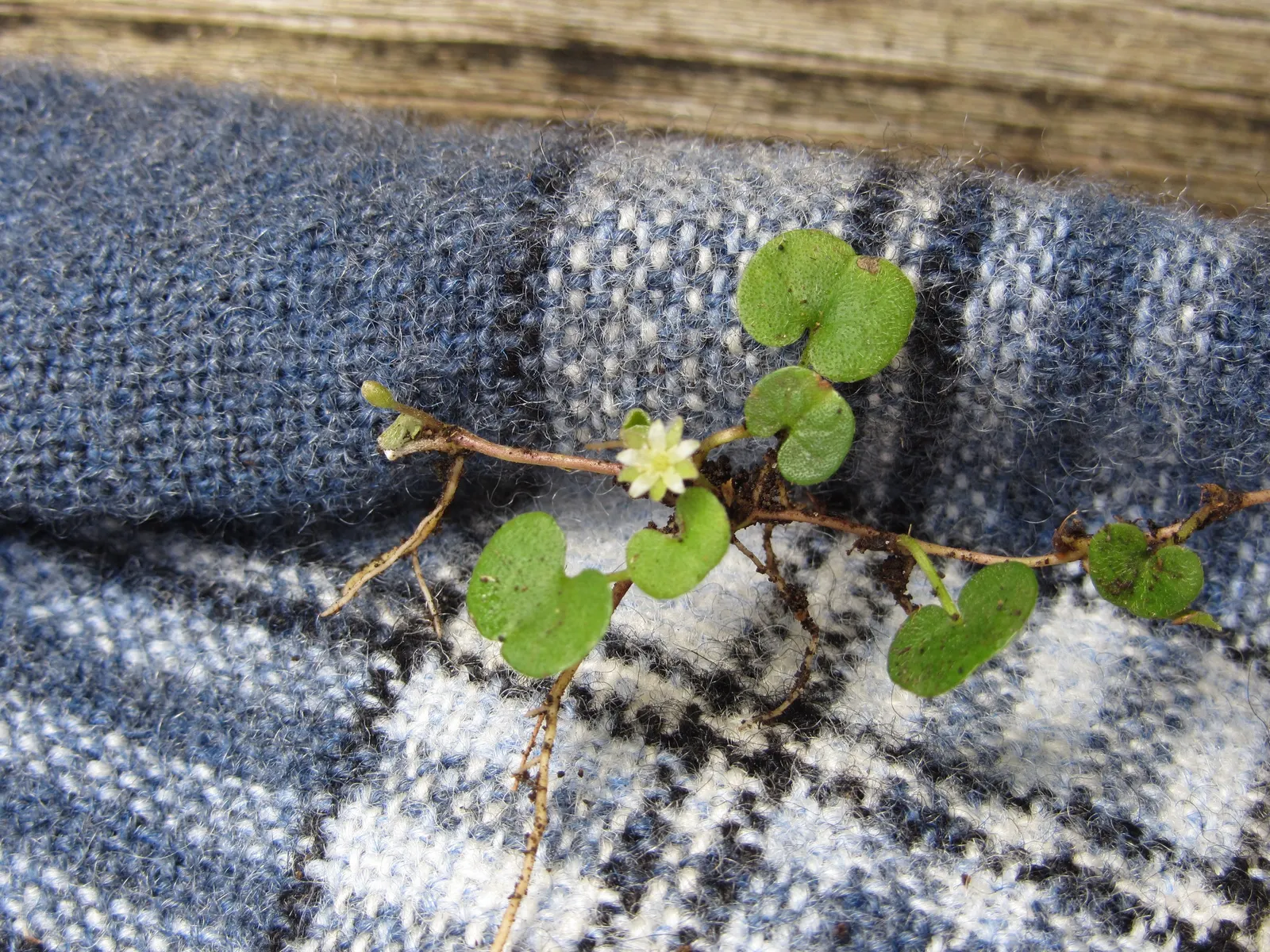 Dichondra (Dichondra Micrantha) — which thrives in the warm; ground cover with white blooms