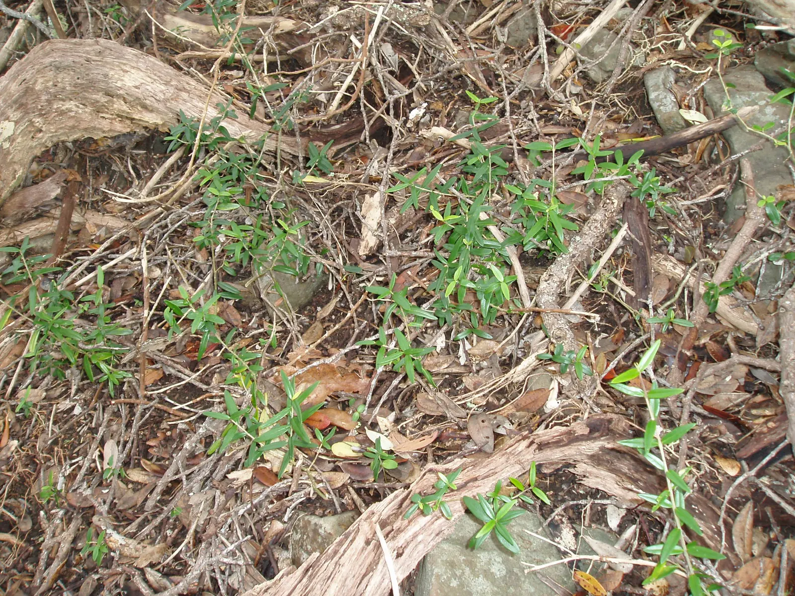 Dichondra (Dichondra Micrantha) — enhancing the landscape with its verdant