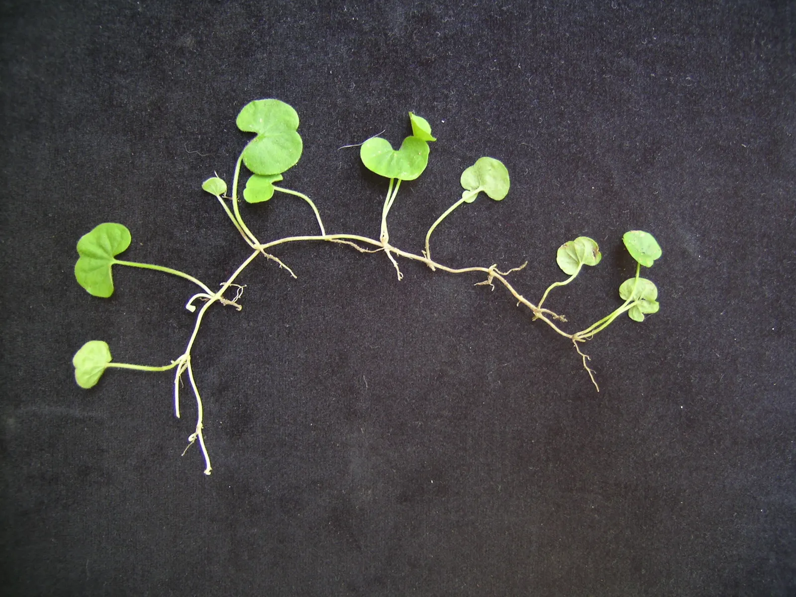 Dichondra (Dichondra Micrantha) — ground cover with white blooms; while it is drought-tolerant once established, maintaining moderate moisture will encourage