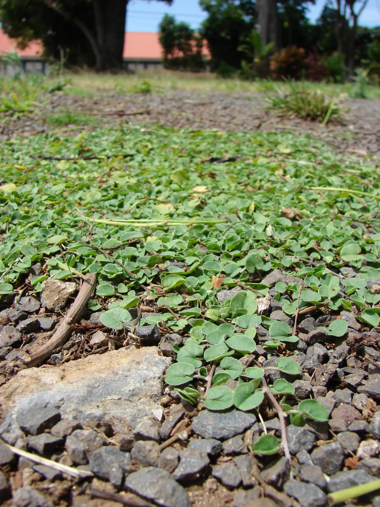 Dichondra (Dichondra Micrantha) — Mat-forming, it rapidly spreads to 4-6 inches in height with a 2-3 foot reach; ground cover for shade
