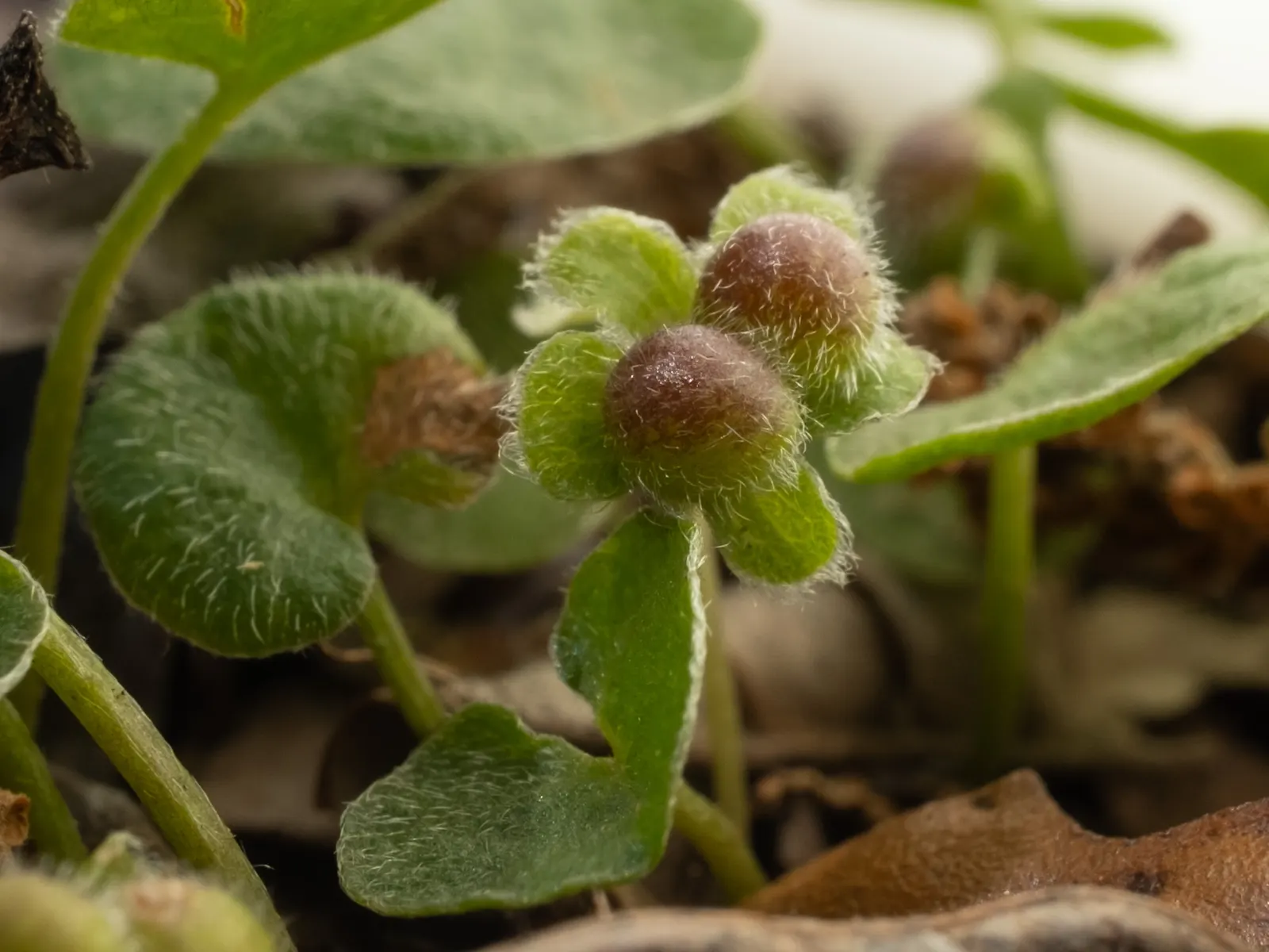 Dichondra (Dichondra Micrantha) — it's crucial to avoid waterlogged conditions; low-growing perennial ground cover, image 66