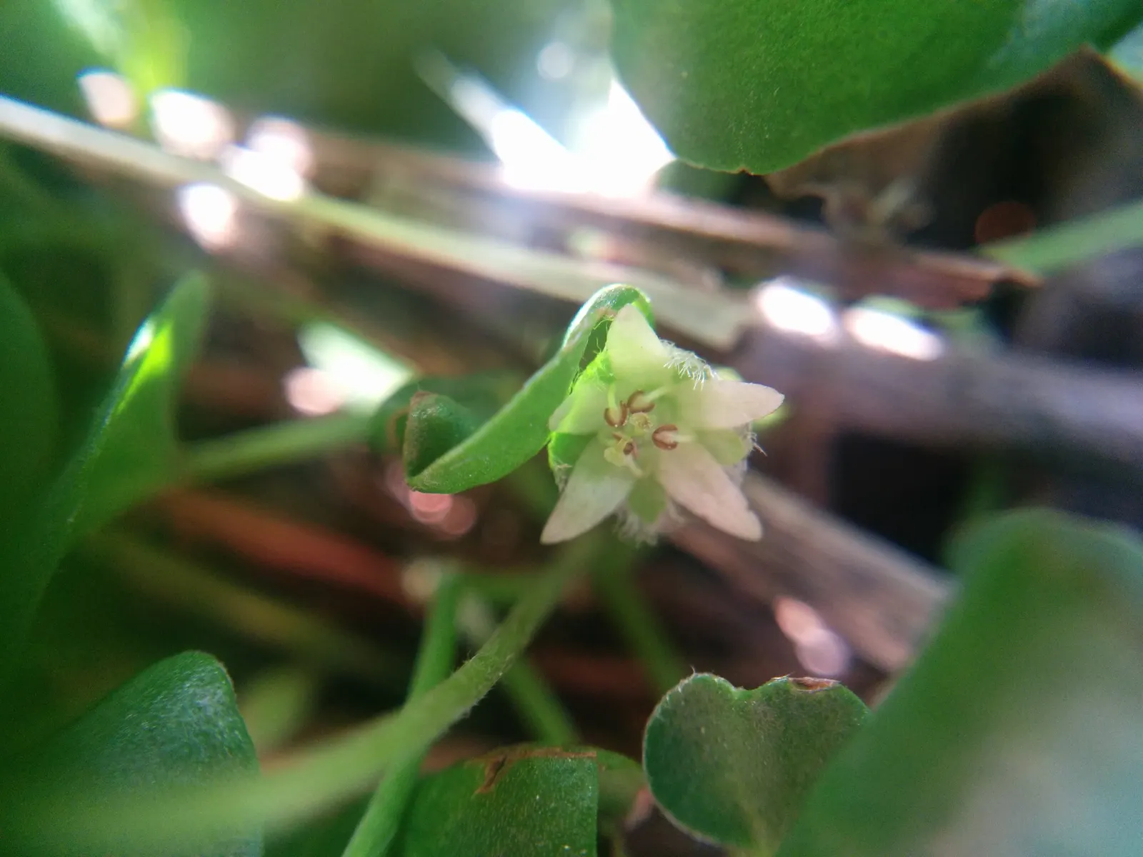 Dichondra (Dichondra Micrantha) — Its dense carpet discourages weeds and requires minimal care; drought-tolerant once established, it adds a, image 55