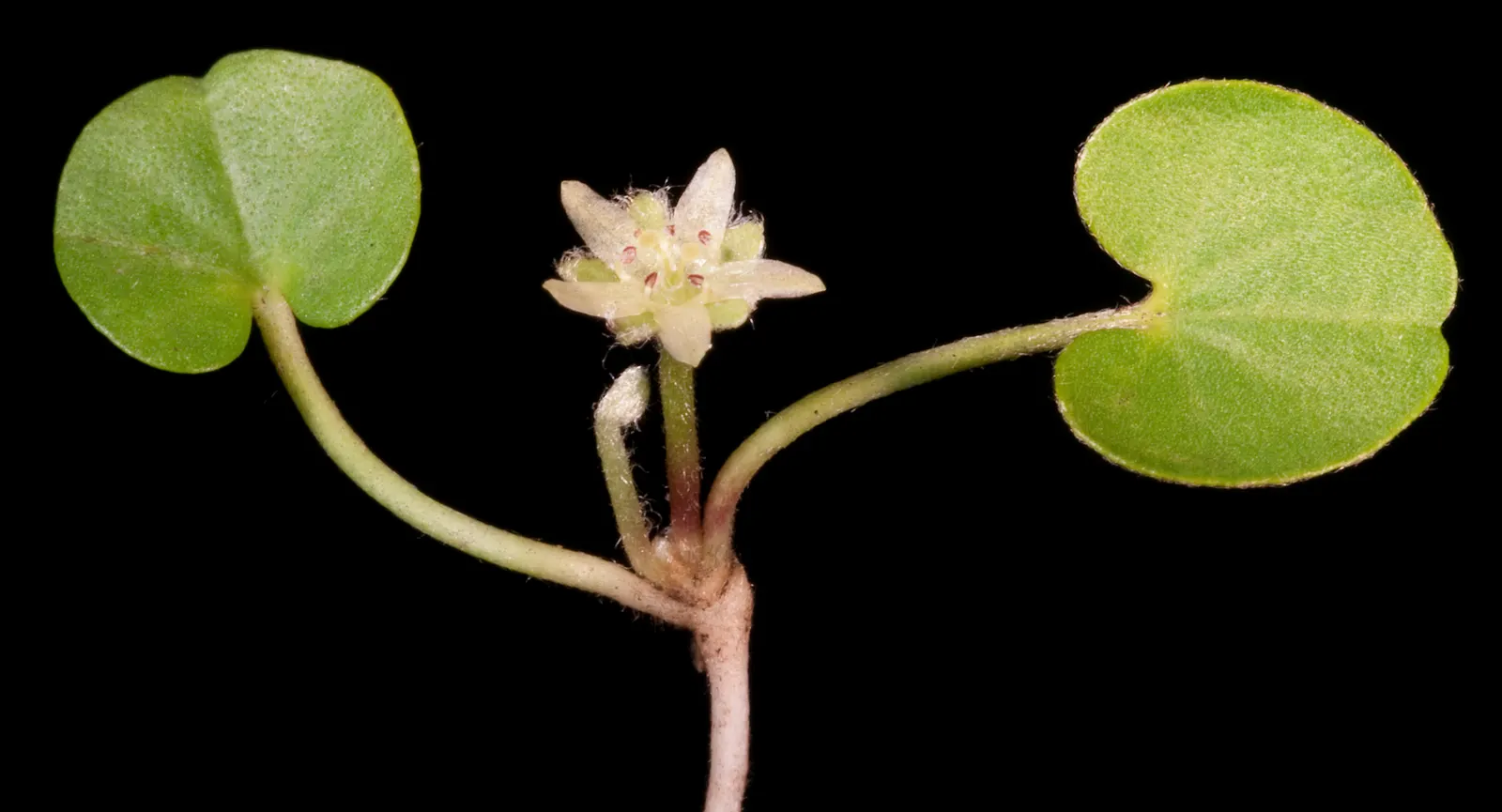Dichondra (Dichondra Micrantha) — Dichondra's versatility allows it to be utilized in rock gardens; its dense carpet discourages weeds and requires minimal care