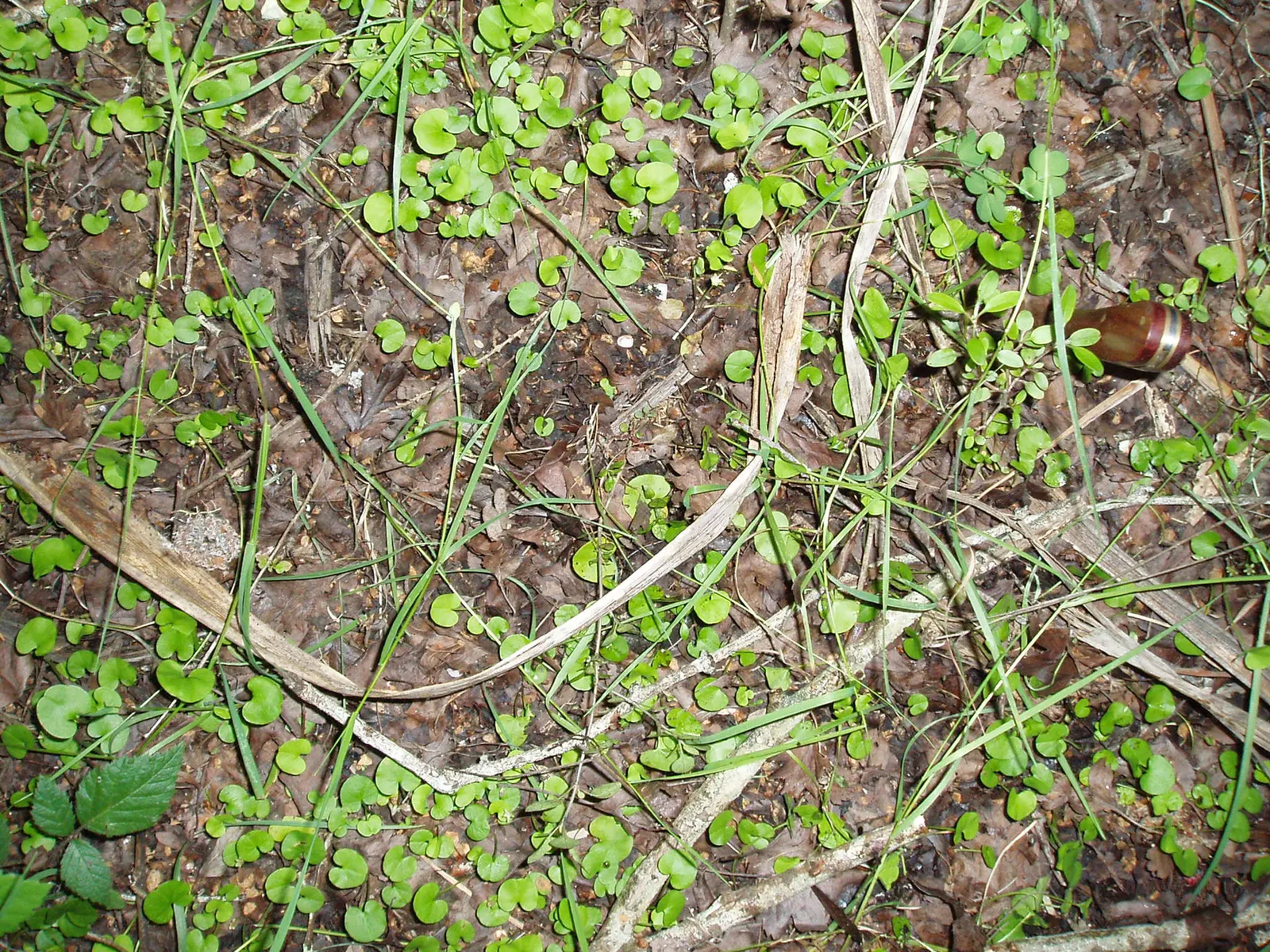 Dichondra (Dichondra Micrantha) — Dichondra's resistance to many pests and diseases makes it a resilient and long-lasting addition to any garden