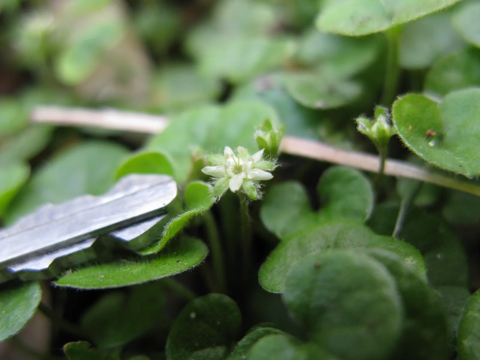 Dichondra (Dichondra Micrantha) — The plant spreads readily, reaching about 2 to 3 inches in height, with a spread of up to 4 feet or more, image 63