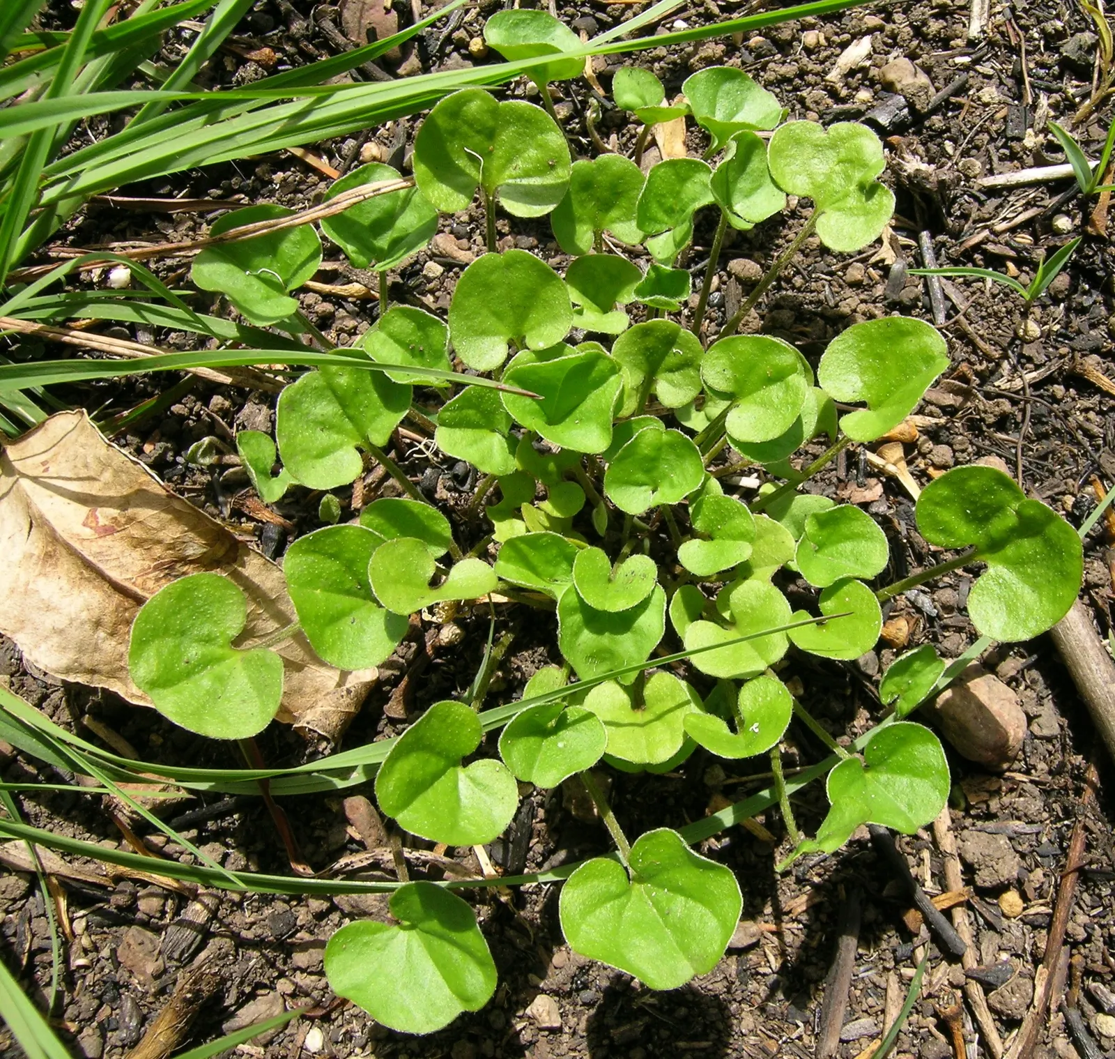 Dichondra (Dichondra Micrantha) — white flowers in the garden