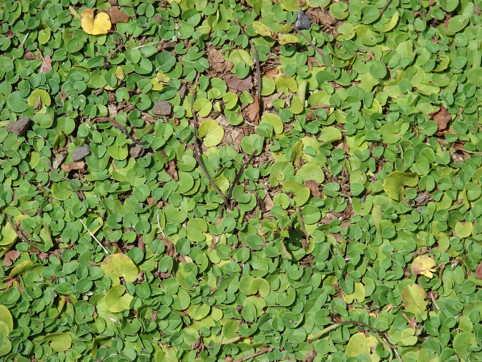 Dichondra (Dichondra Micrantha) — involving periodic mowing to keep it tidy; white flowers in the garden