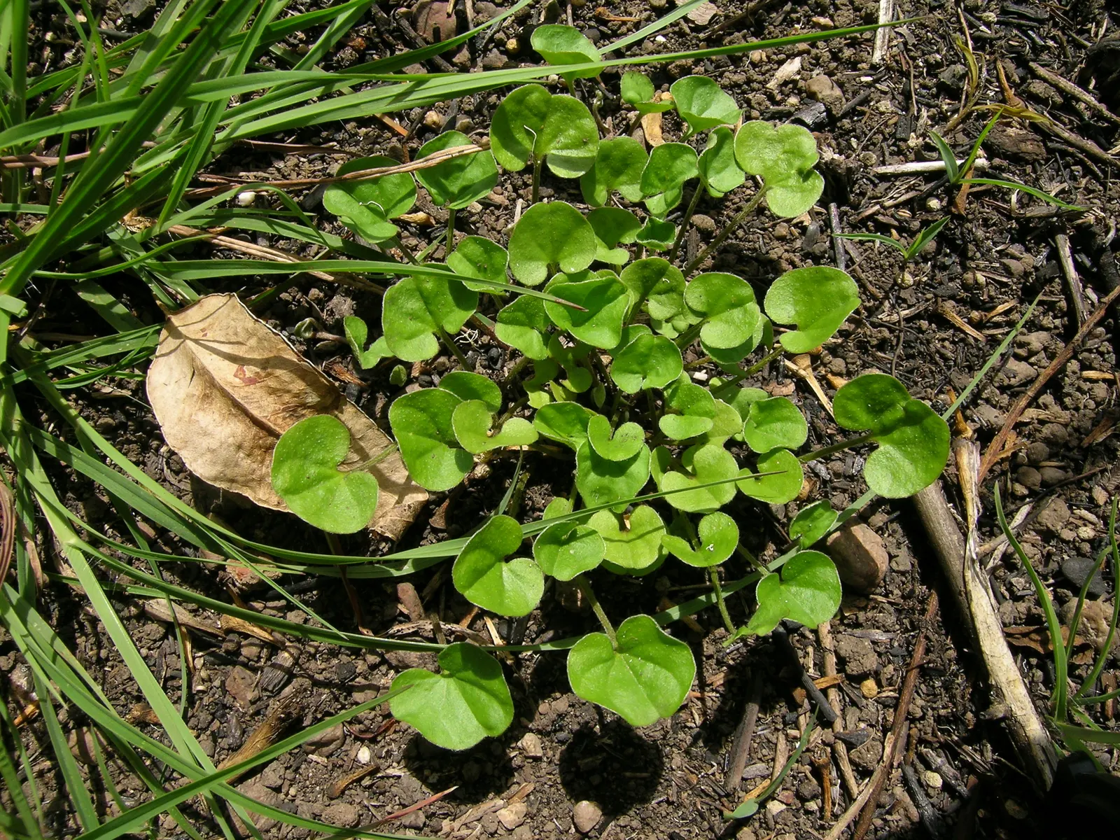 Dichondra (Dichondra Micrantha) — commonly known as kidney weed or Dichondra; ideal for USDA Zones 7-11, it thrives in partial to full shade, image 58