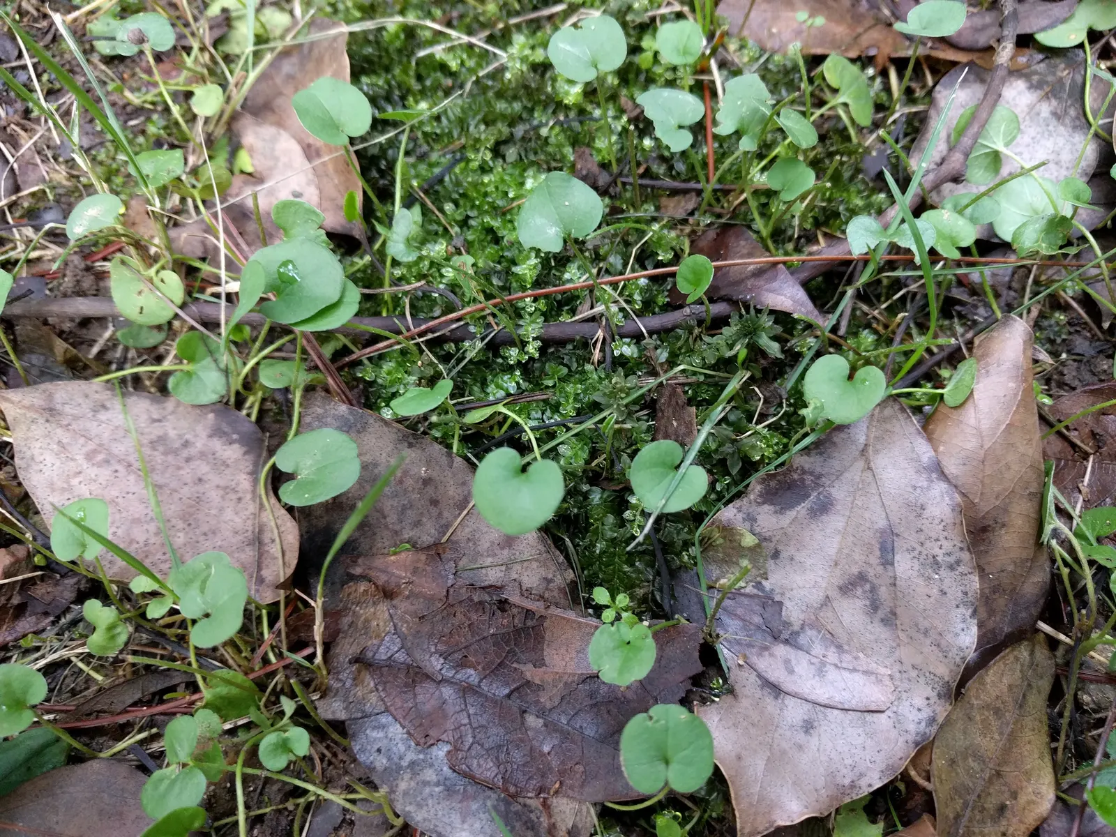 Dichondra (Dichondra Micrantha) — Drought-tolerant once established, it adds a verdant touch to landscapes; enhancing the landscape with its verdant