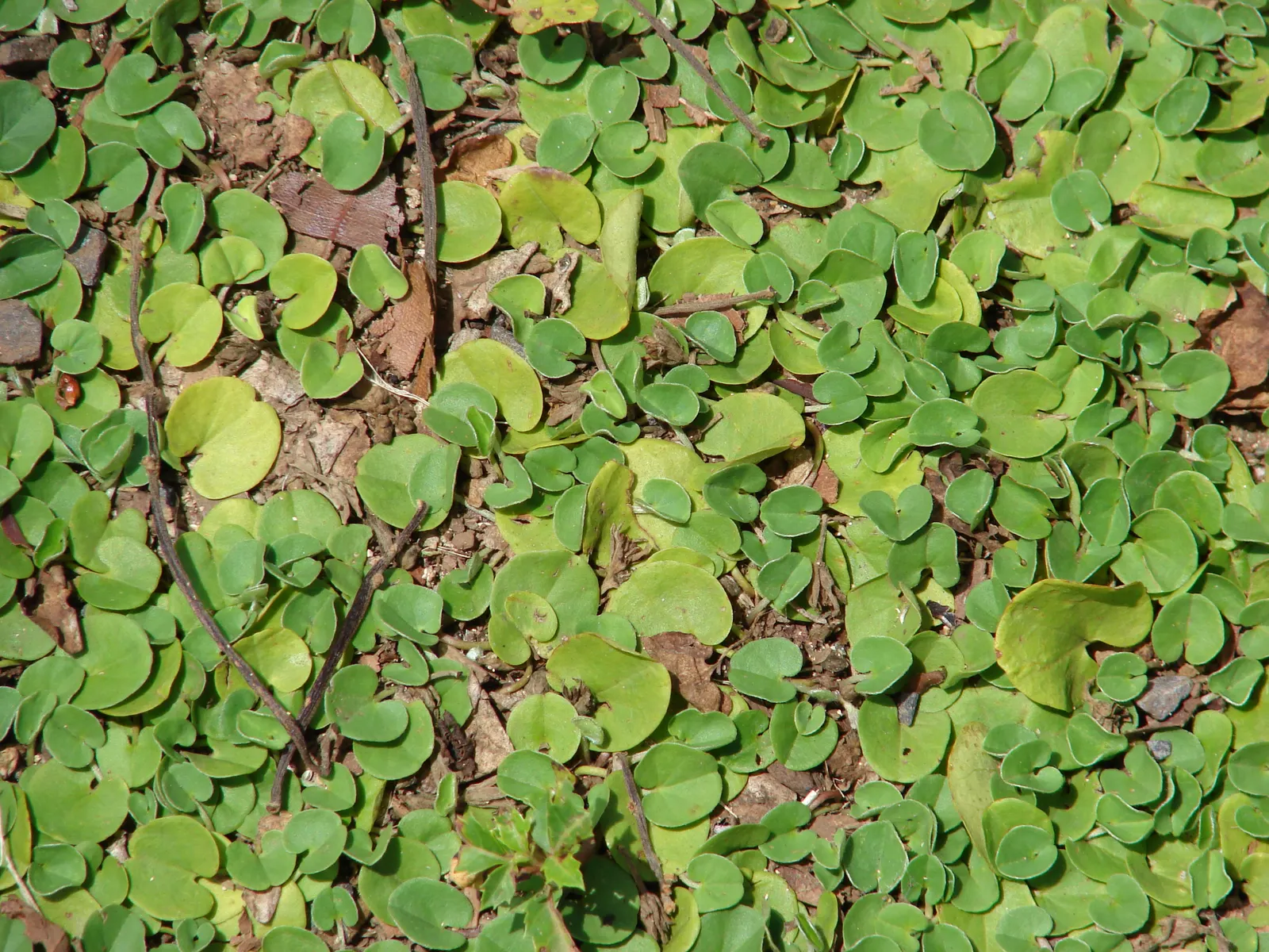 Dichondra (Dichondra Micrantha) — Ideal for USDA Zones 7-11, it thrives in partial to full shade; involving periodic mowing to keep it tidy