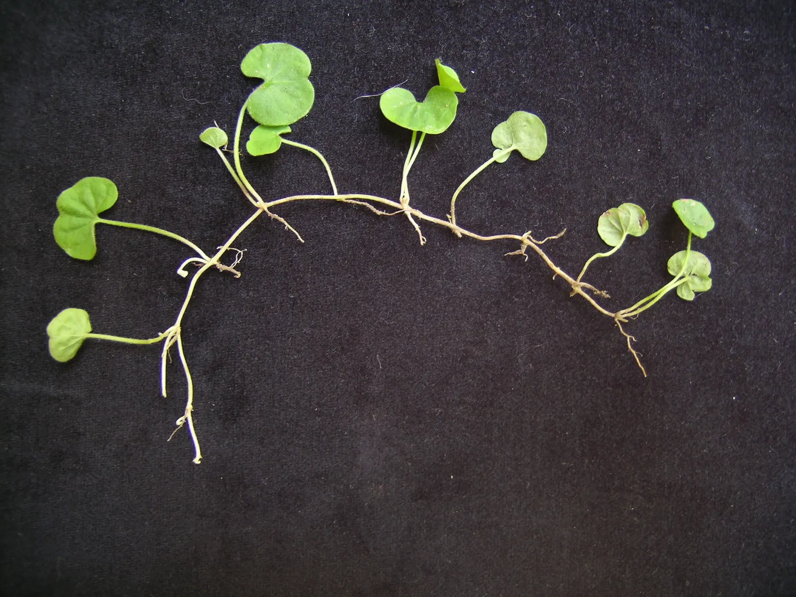 Dichondra (Dichondra Micrantha) — commonly known as kidney weed or Dichondra; ideal for USDA Zones 7-11, it thrives in partial to full shade