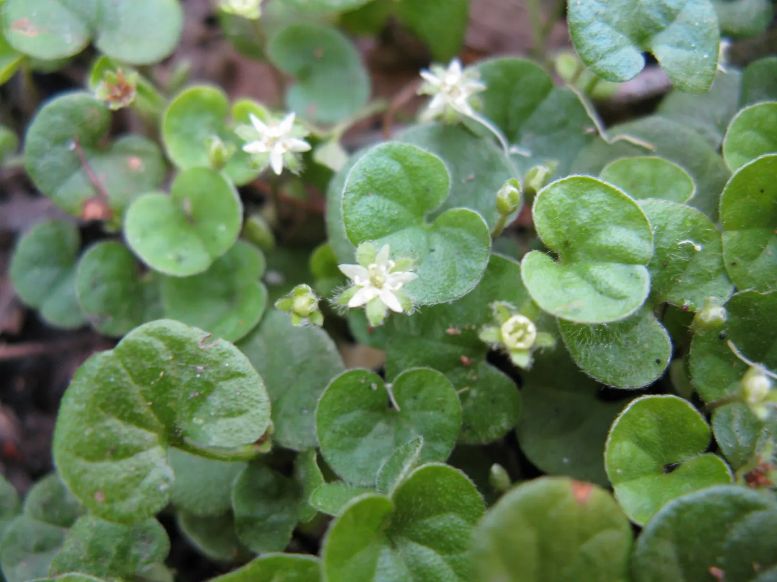 Dichondra (Dichondra Micrantha) — This rapid growth rate makes Dichondra an excellent choice for filling in areas quickly; or cascading over retaining walls