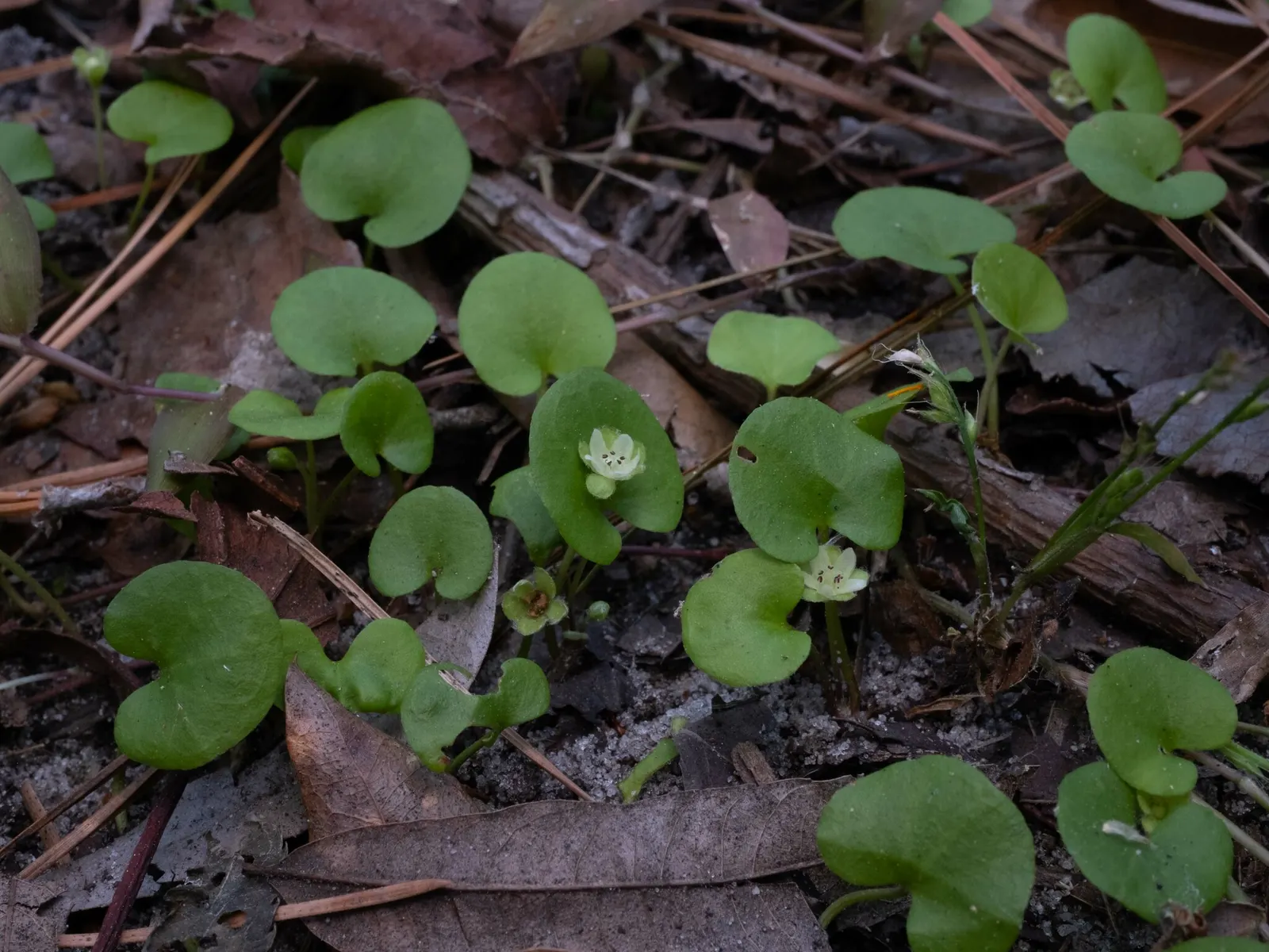 Dichondra (Dichondra Micrantha) — commonly known as Kidney Weed; mat-forming, it rapidly spreads to 4-6 inches in height with a 2-3 foot reach, image 51